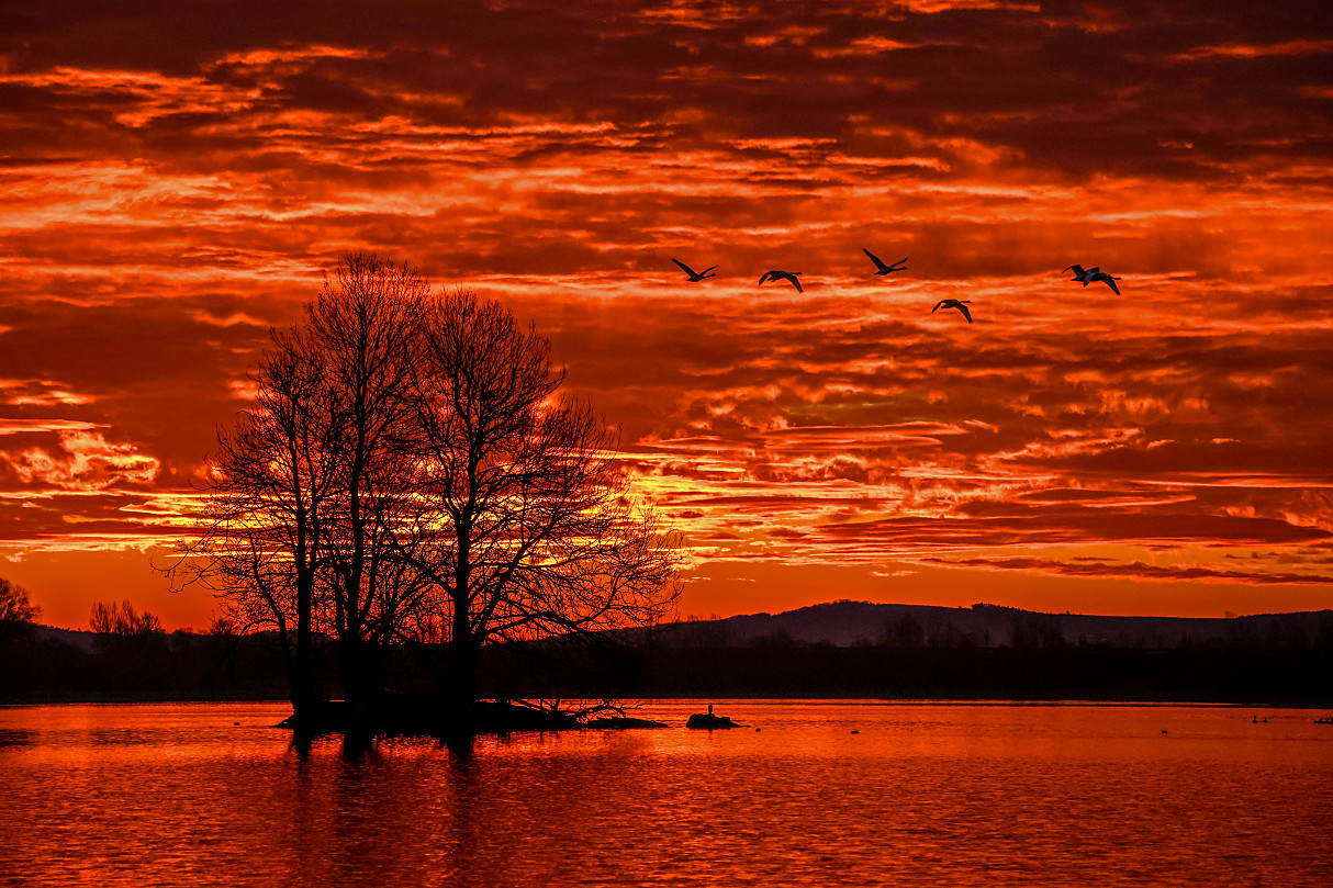ein geiles Morgenrot, fünf Schwäne und ich...