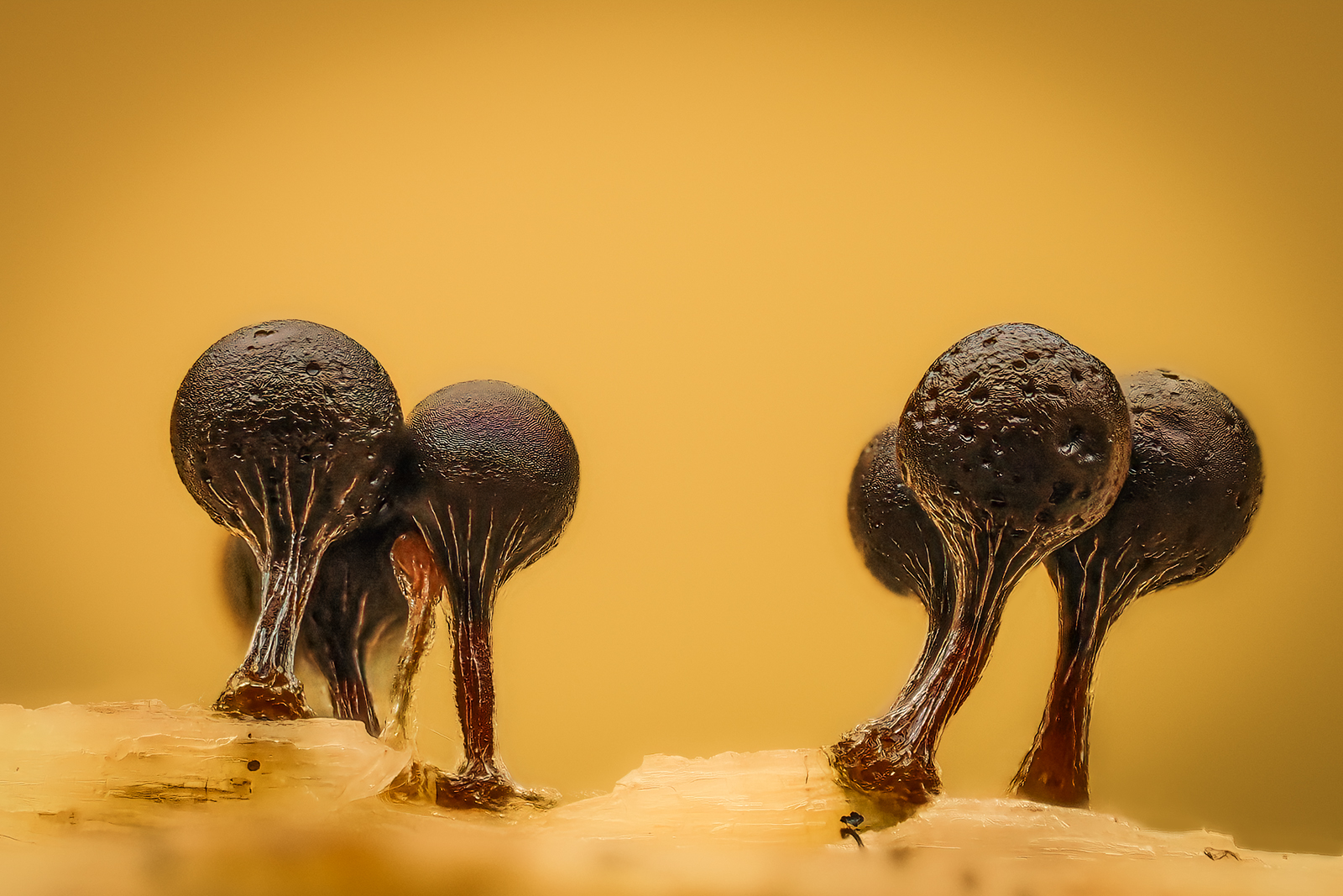 Trichia crateriformis