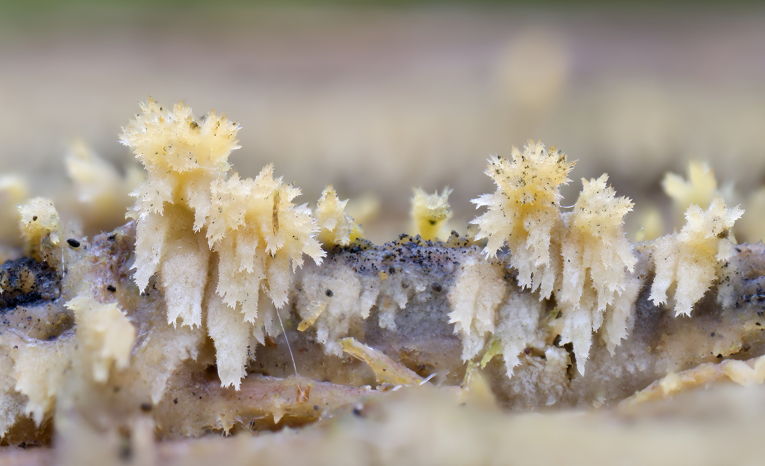 In Ermangelung winterlicher Motive