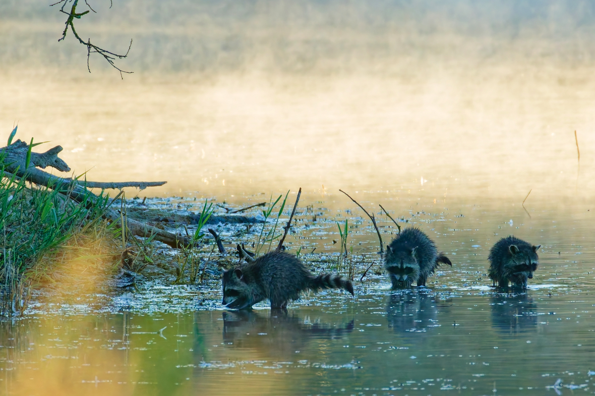 Waschbärenbande beim Frühstück