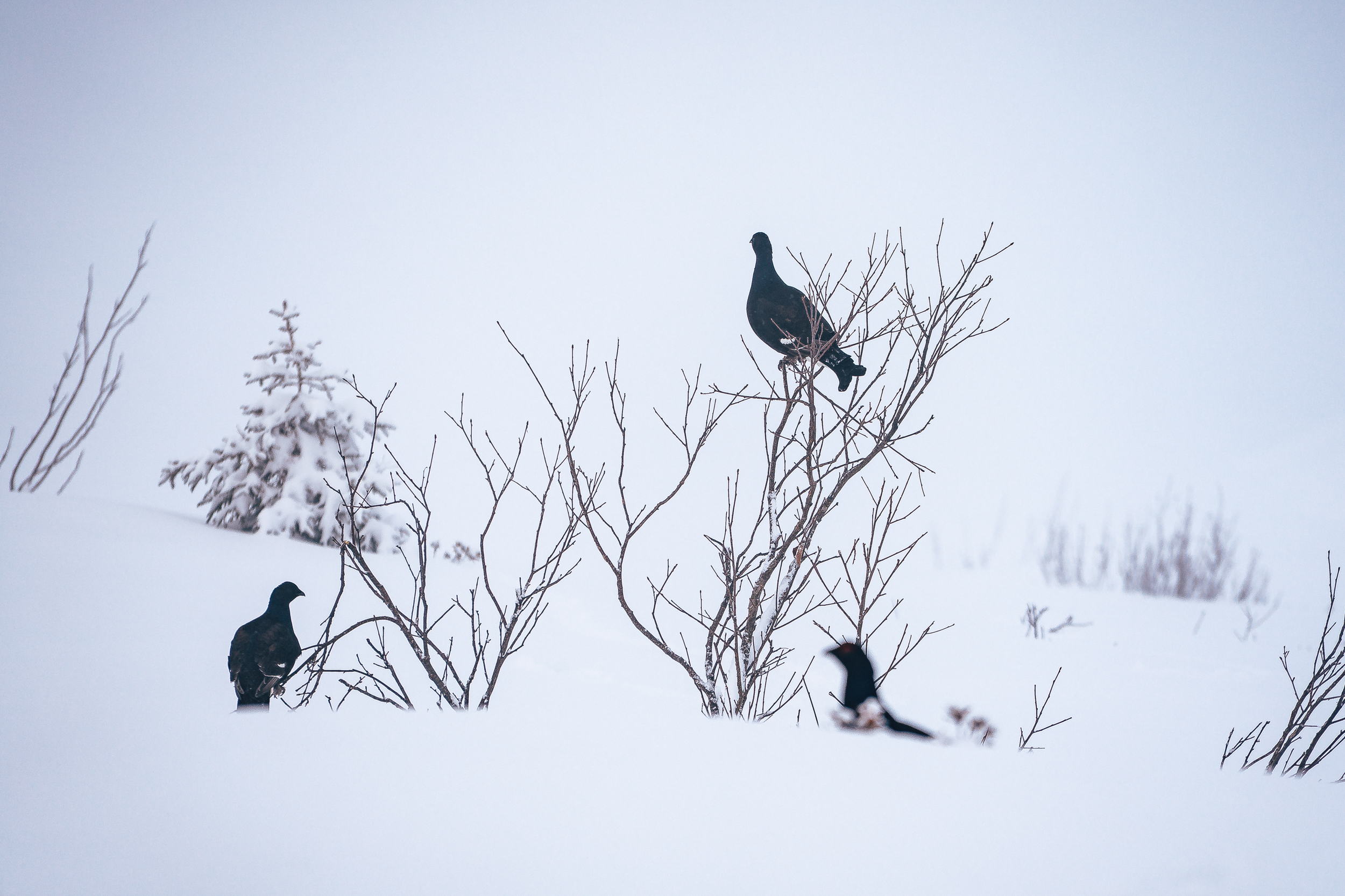 Birkhuhn - drei auf einen Streich
