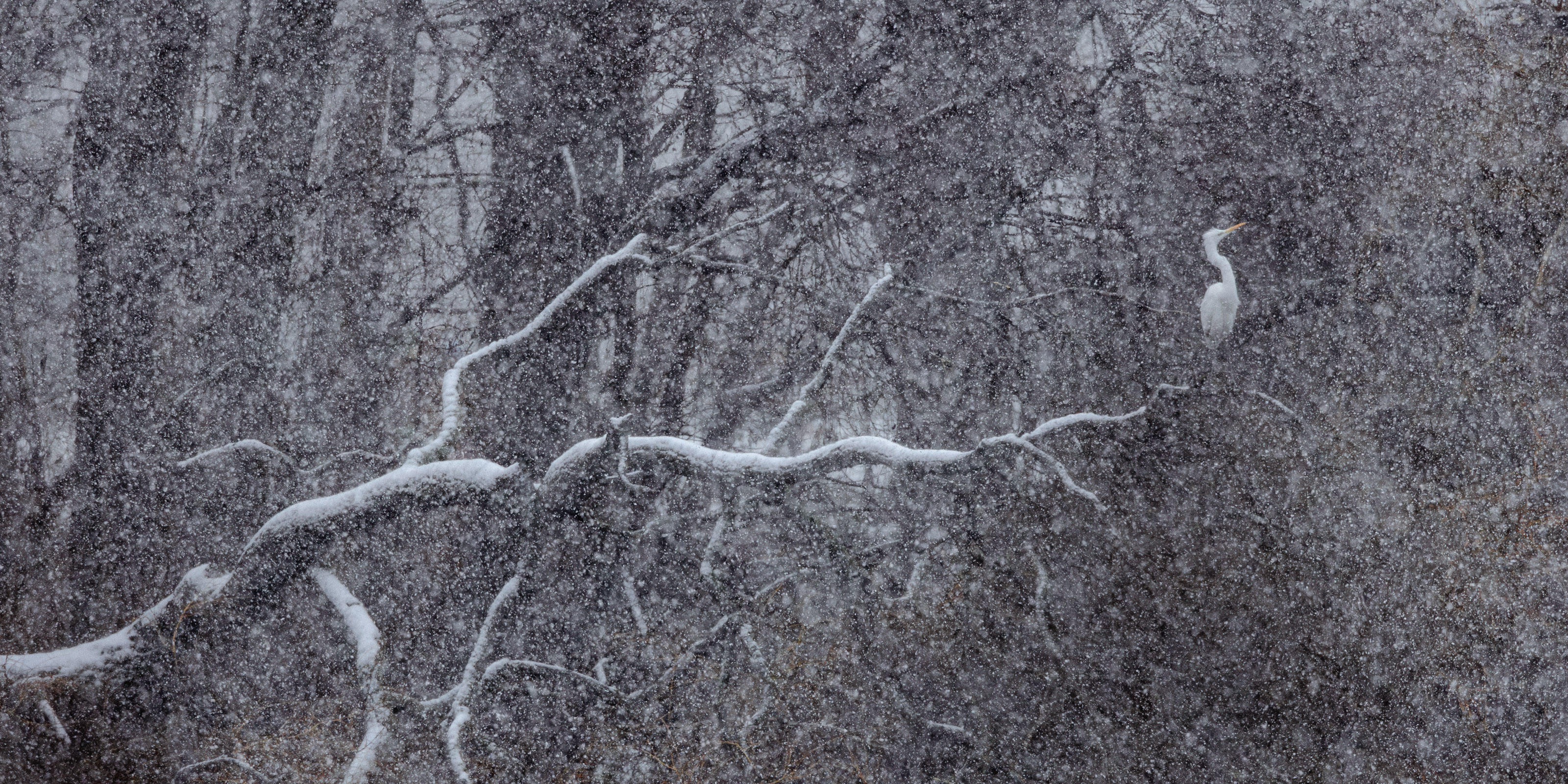 Silberreiher im Schneetreiben