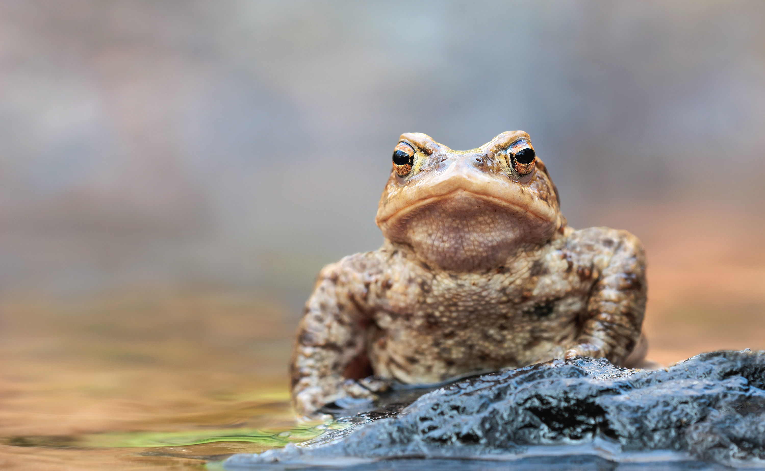 Wo bleibt denn das Christkind ???