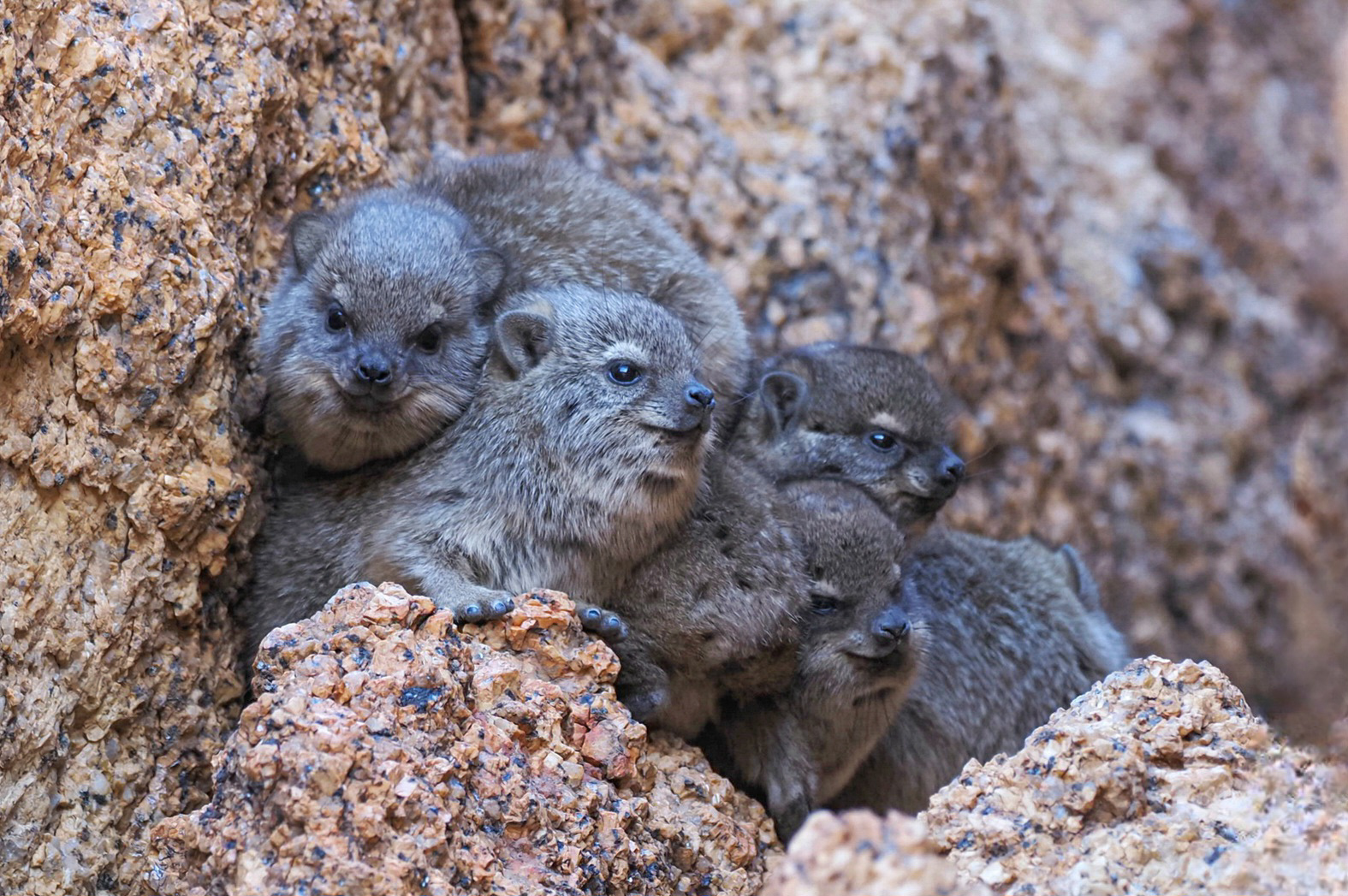 6 kleine Weihnachtswichtel
