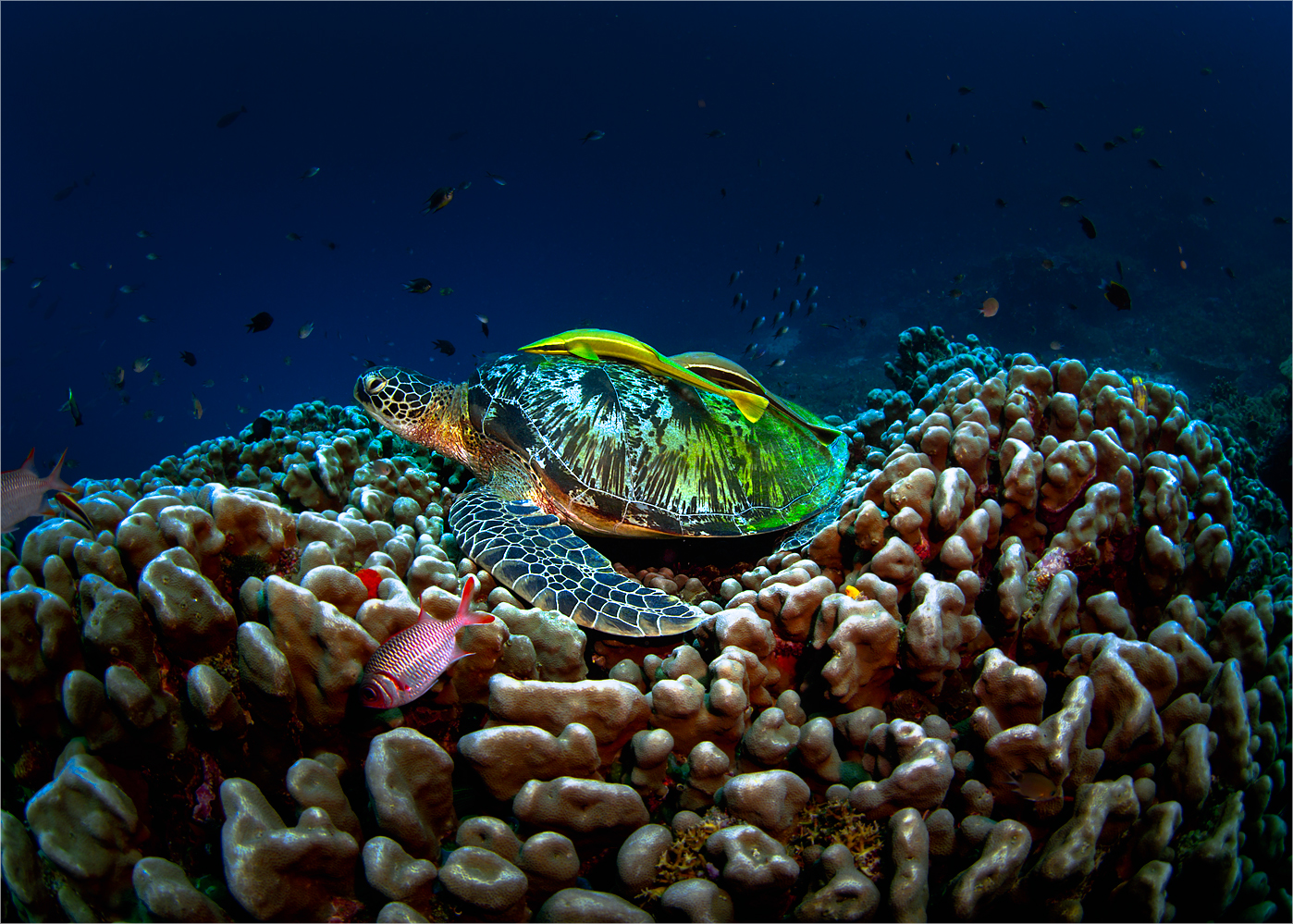 coral turtle