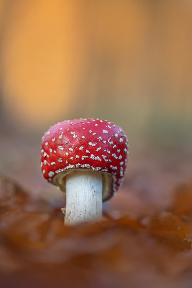 Ein junger Fliegenpilz ...