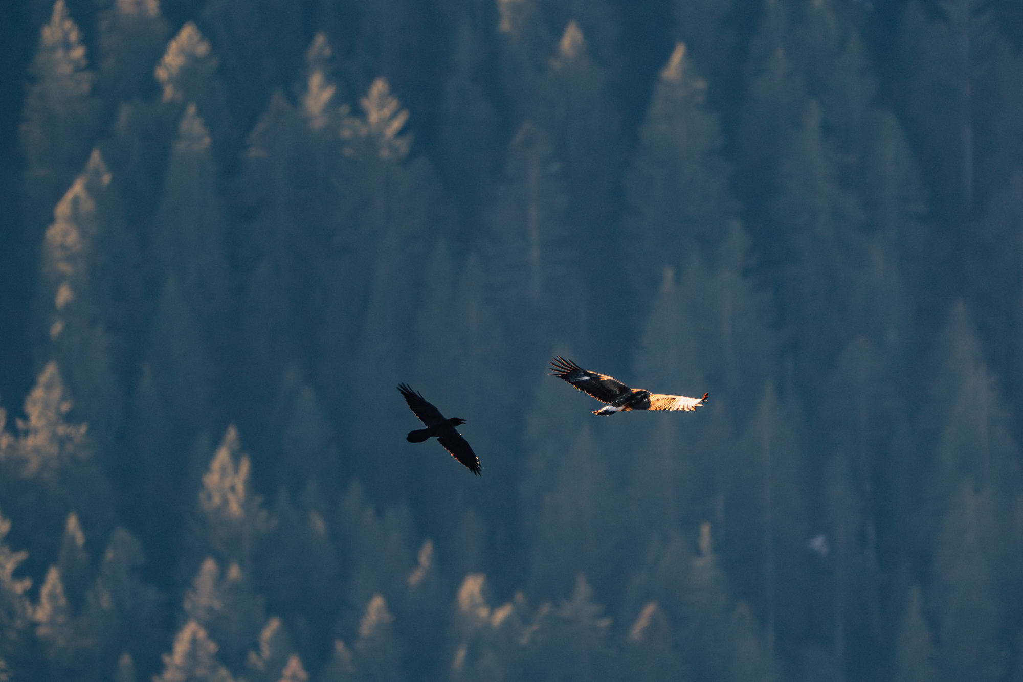 Durchzug Steinadler