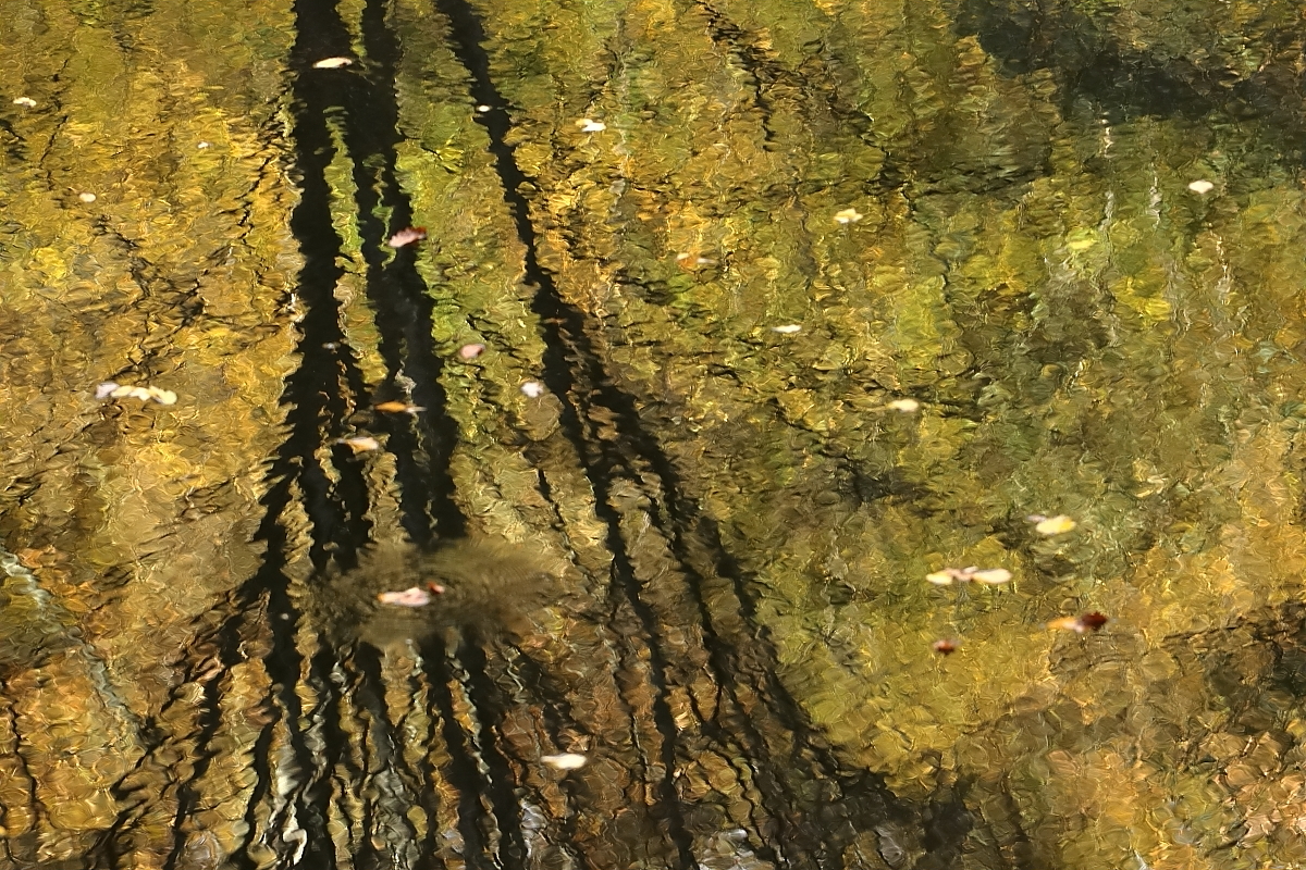 Herbst am Teich
