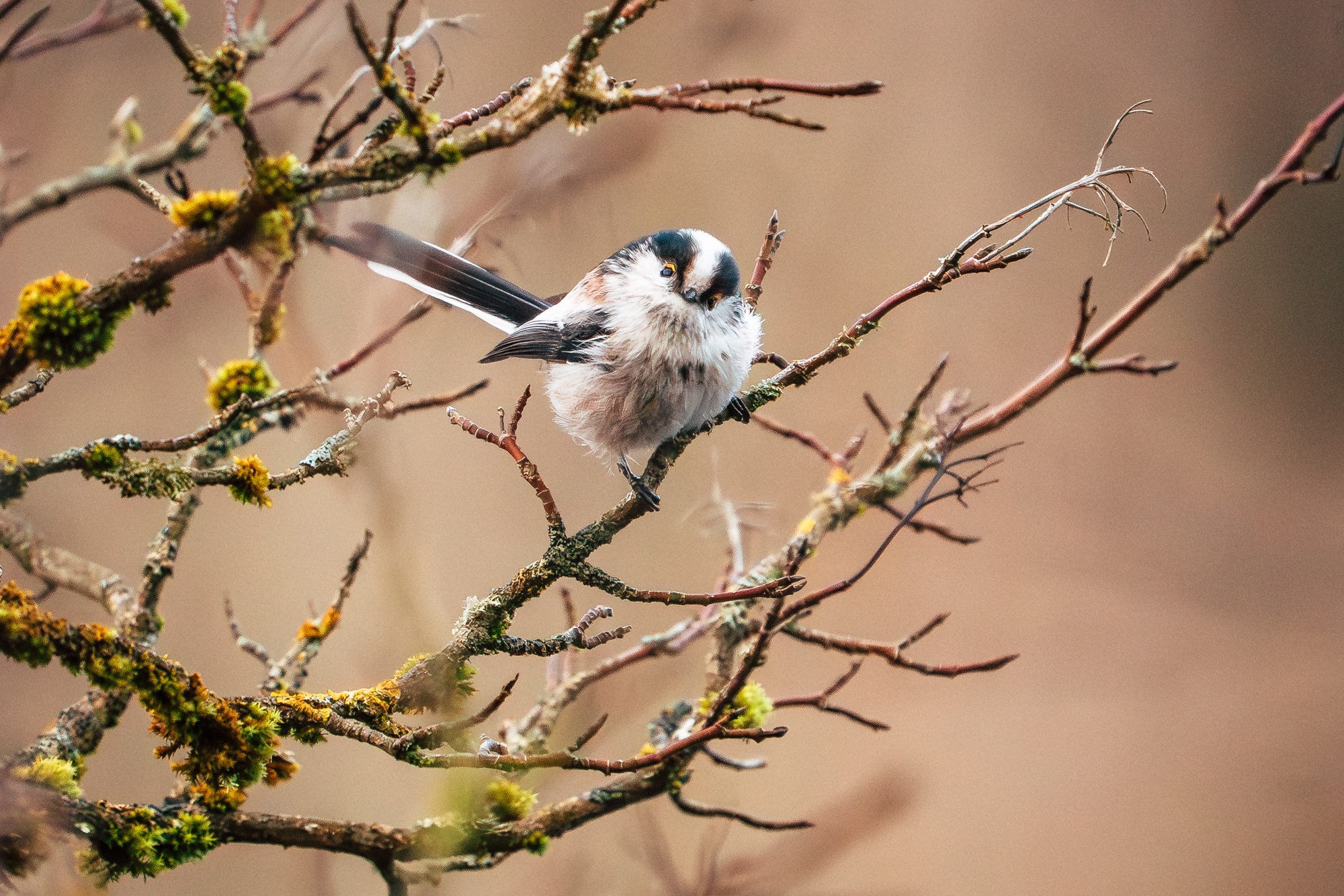 Schwanzmeise im Winter