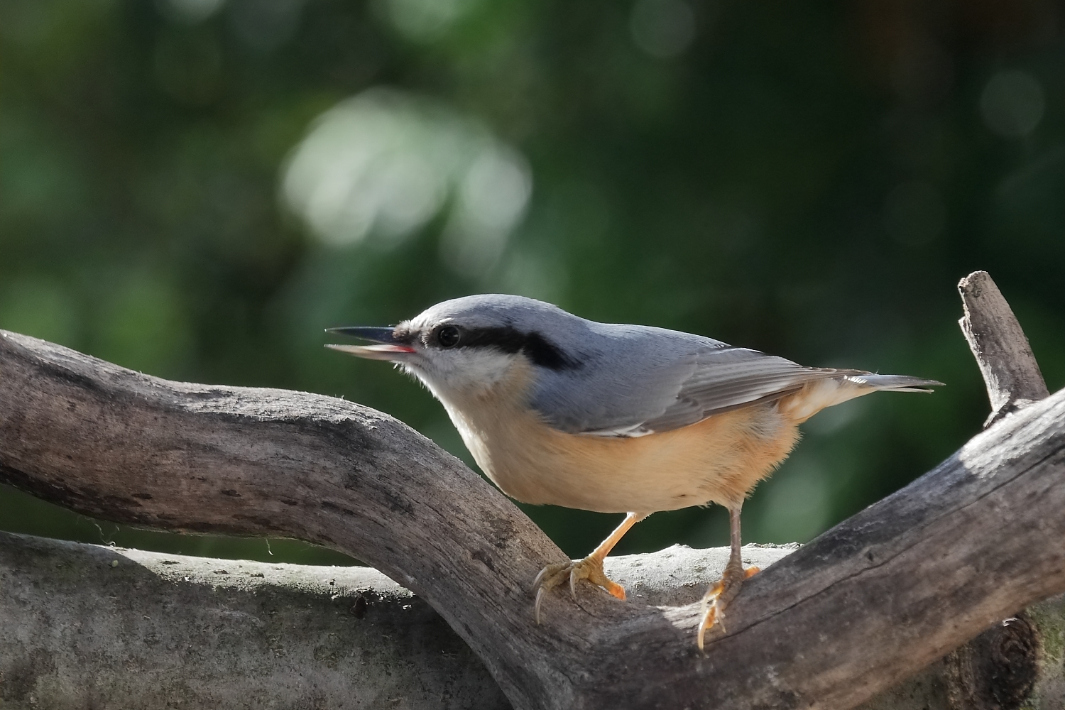 Weihnachtsgrüße vom Kleiber an alle im Forum