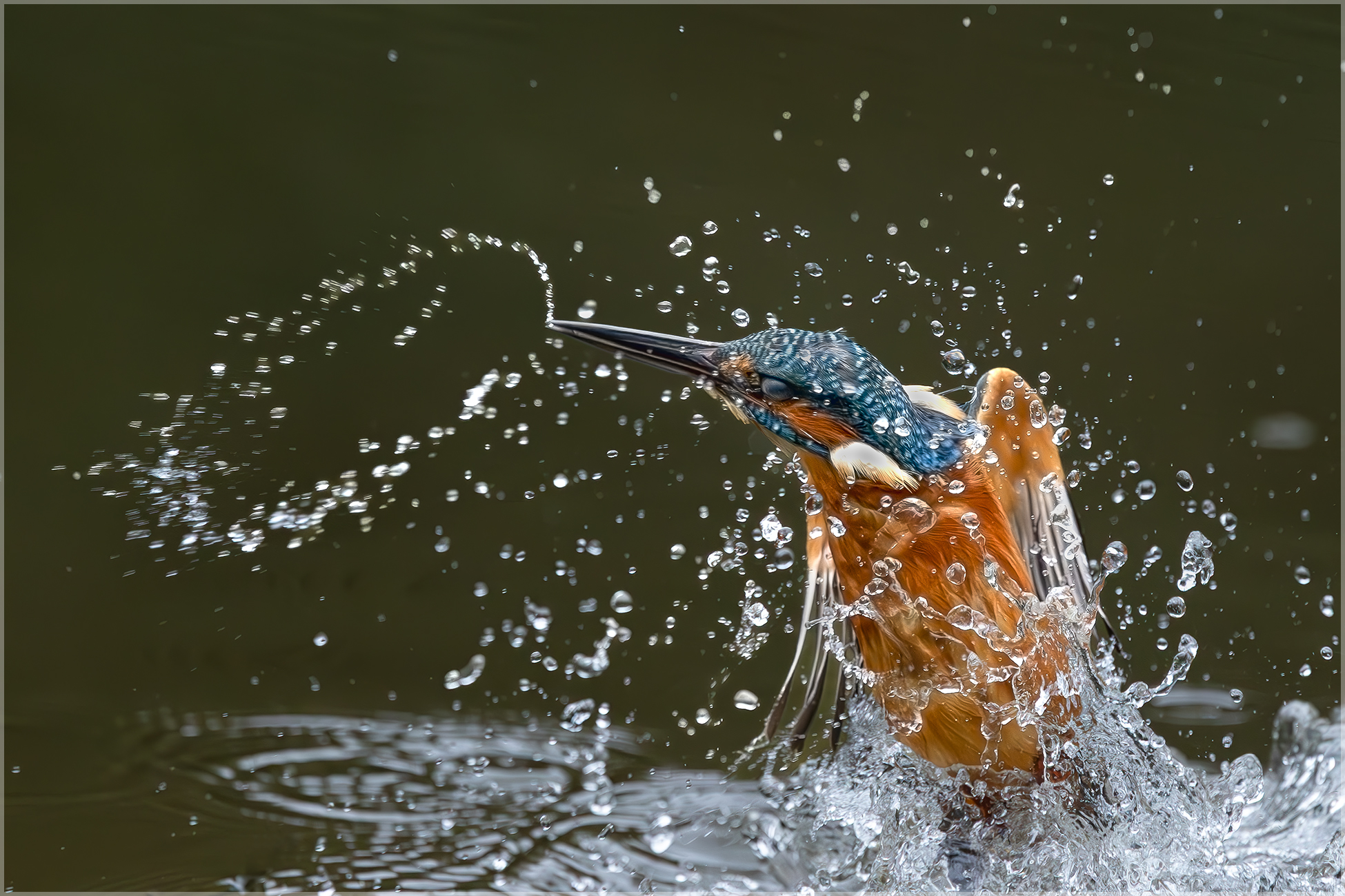 Eisvogel
