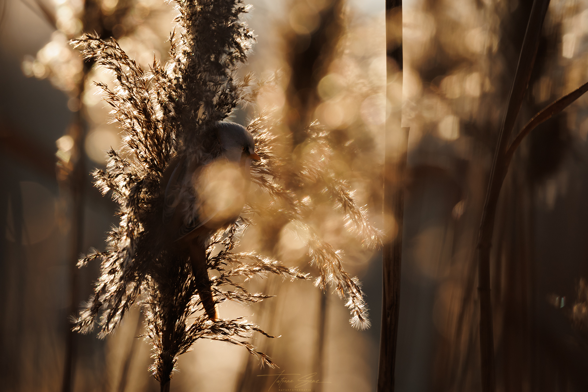 BARTMEISE - Abschlußbild für das Jahr 2025