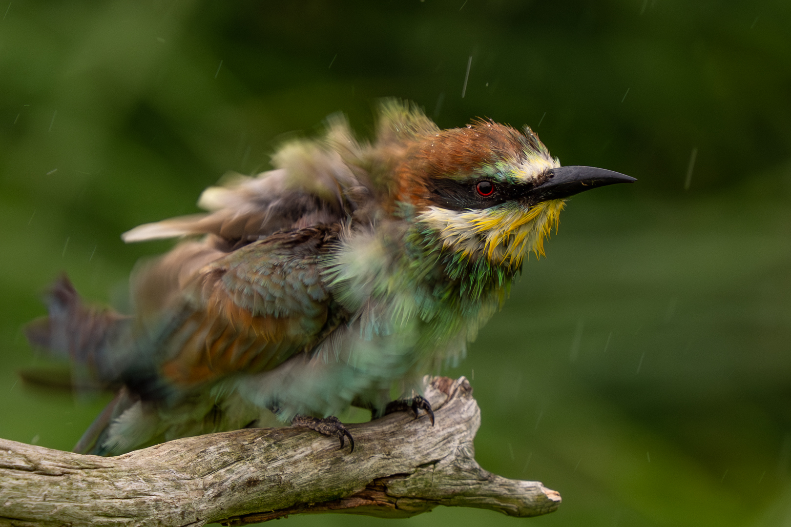 Abschütteln ( Bienenfresser im Regen )