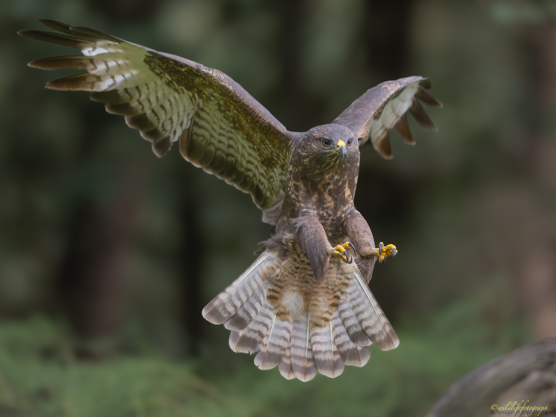 Greifvogel