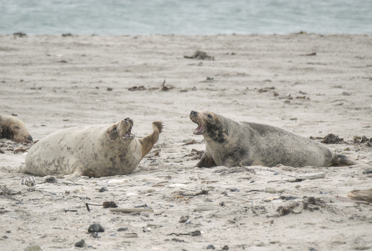 Meinungsverschiedenheit