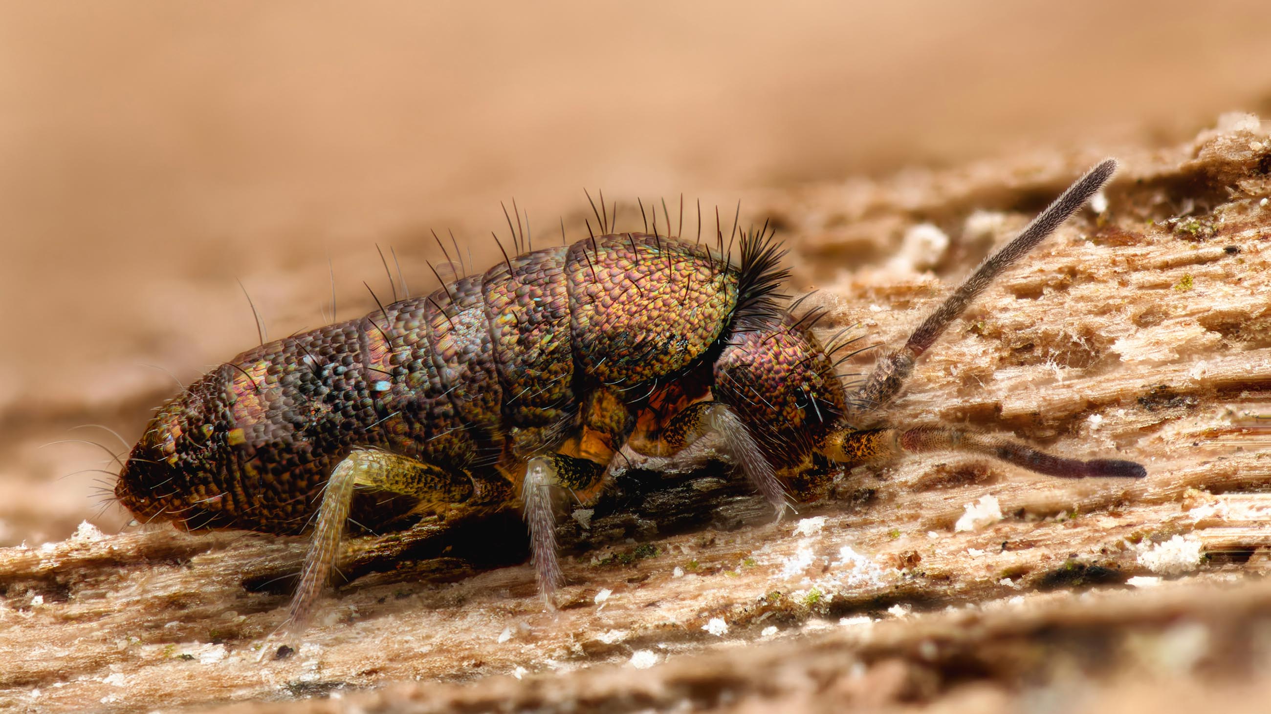 Schuppenkleid mit Nackenmähne