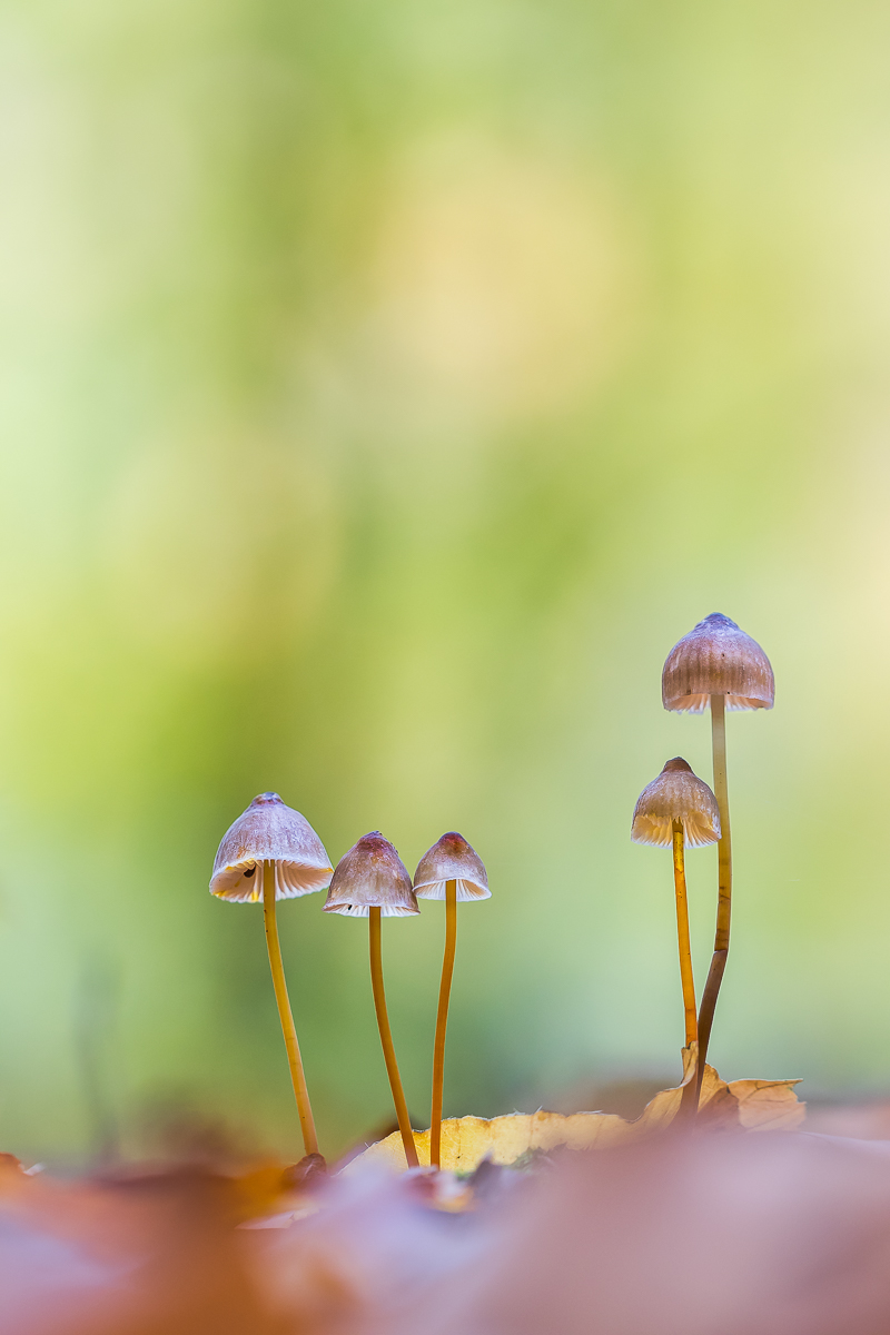 Familienfoto