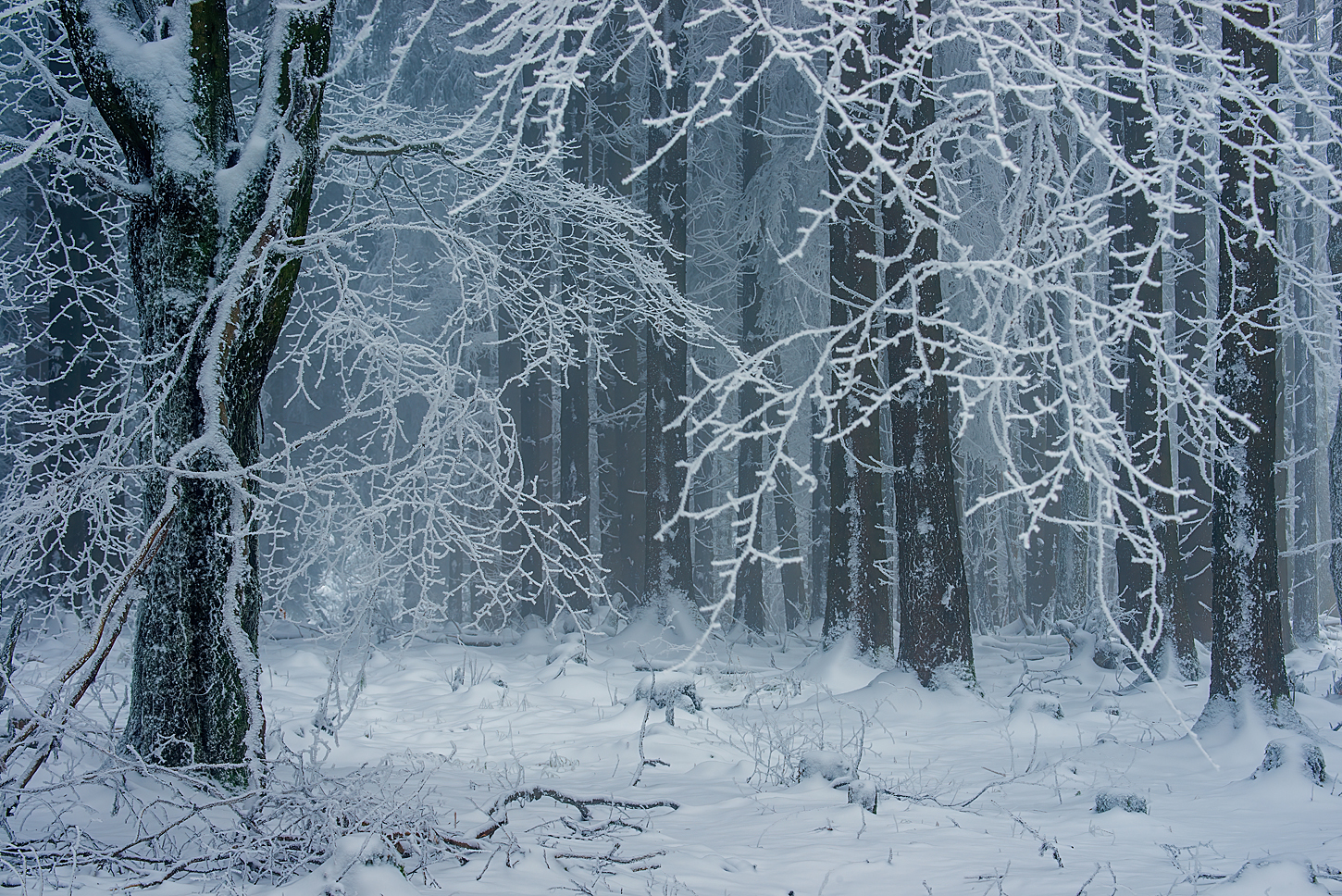 ... im Winterwald