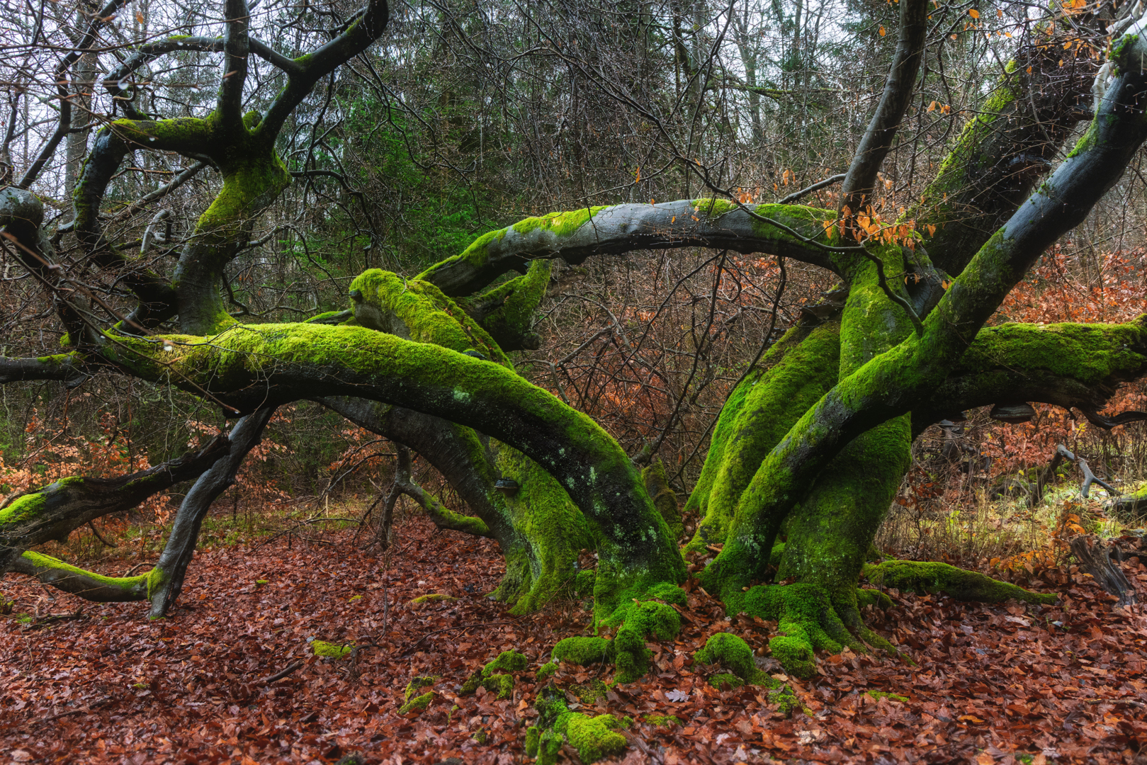 Süntelbuche mit starker Verzweigung des Stammes