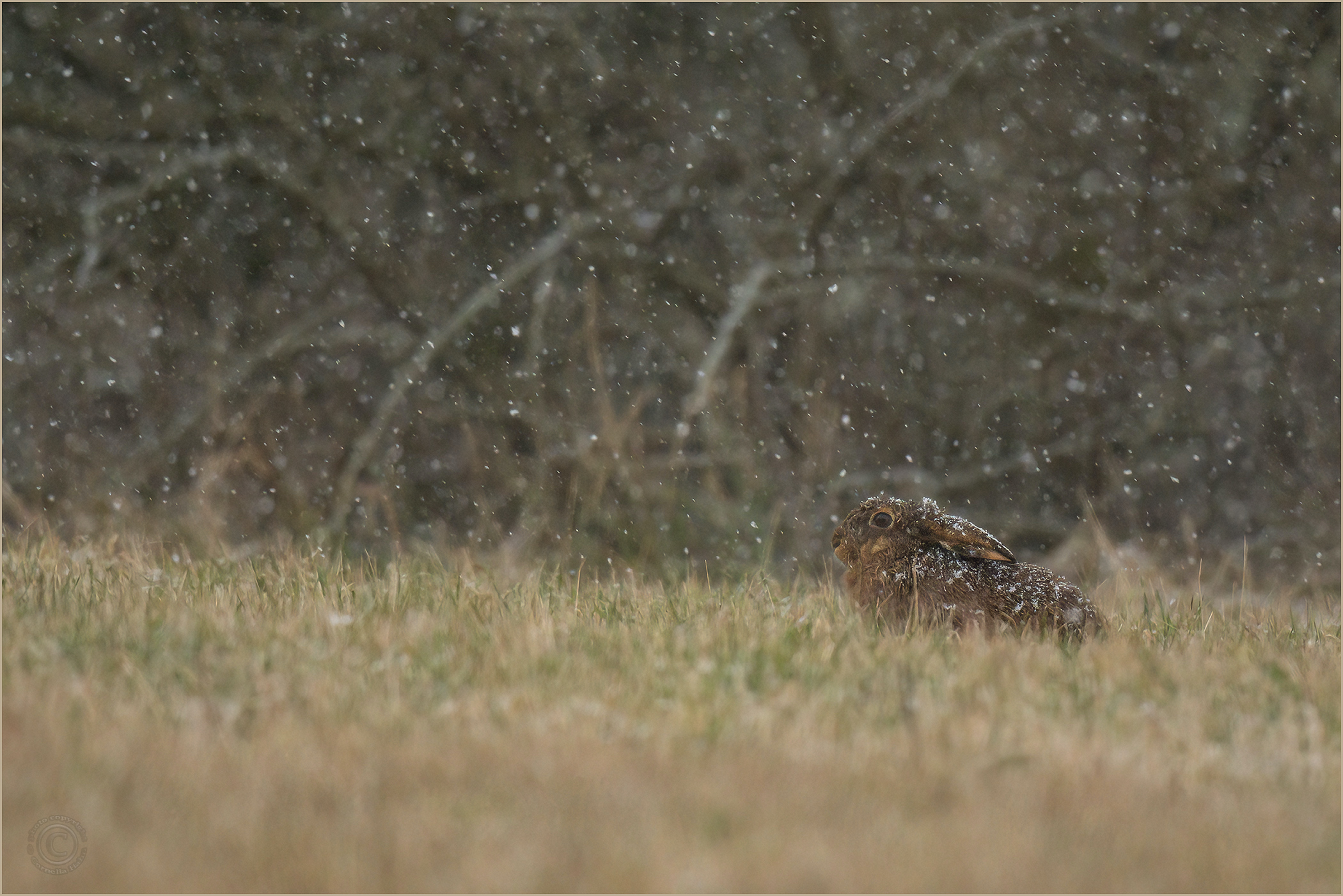 Leise rieselt der Schnee...