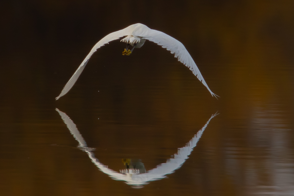 Seidenreiher