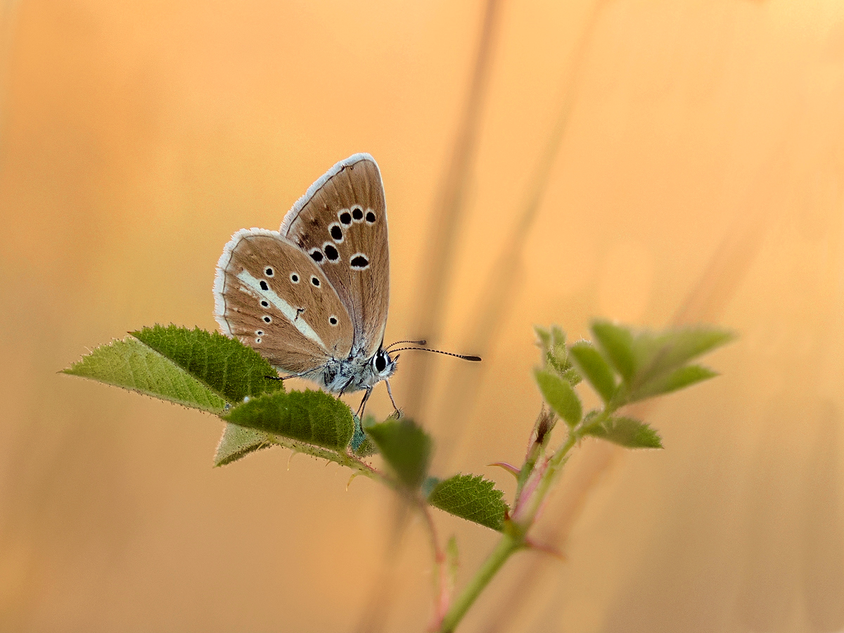 Polyommatus damon