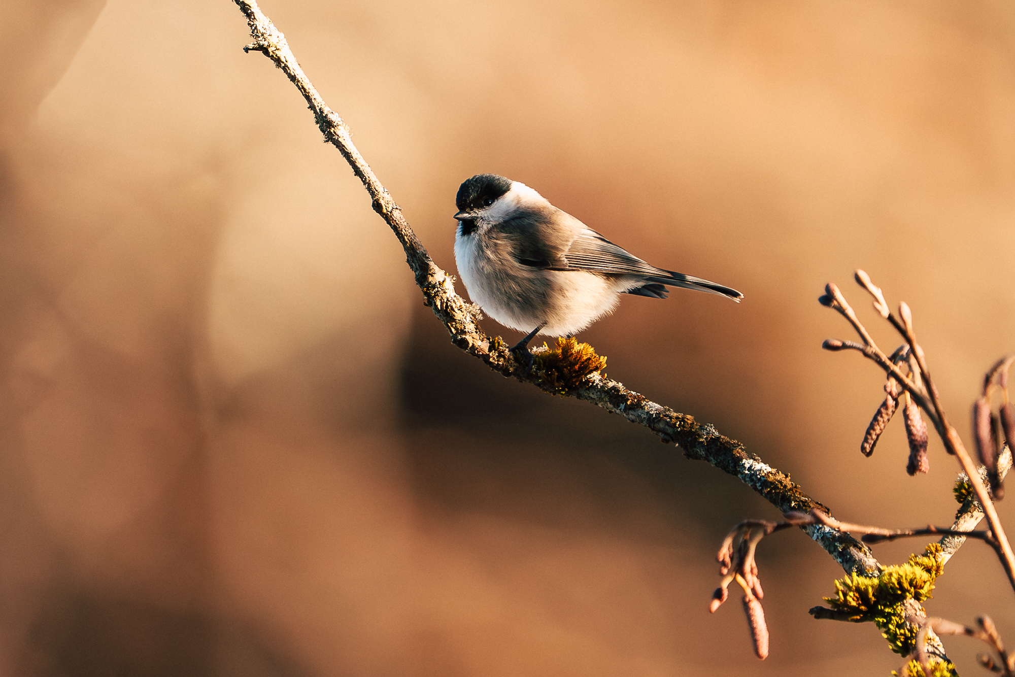 Sumpfmeise im Licht