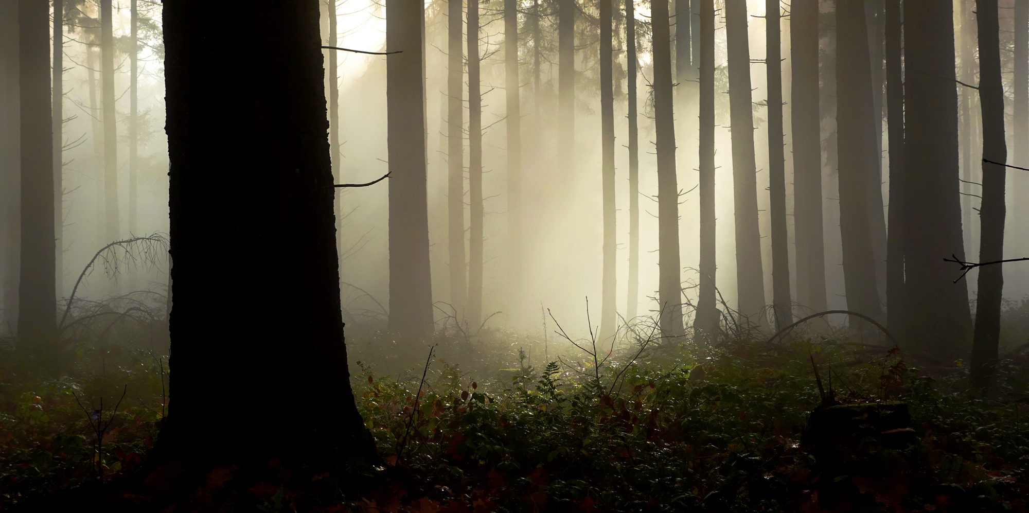 Nebel im Wald