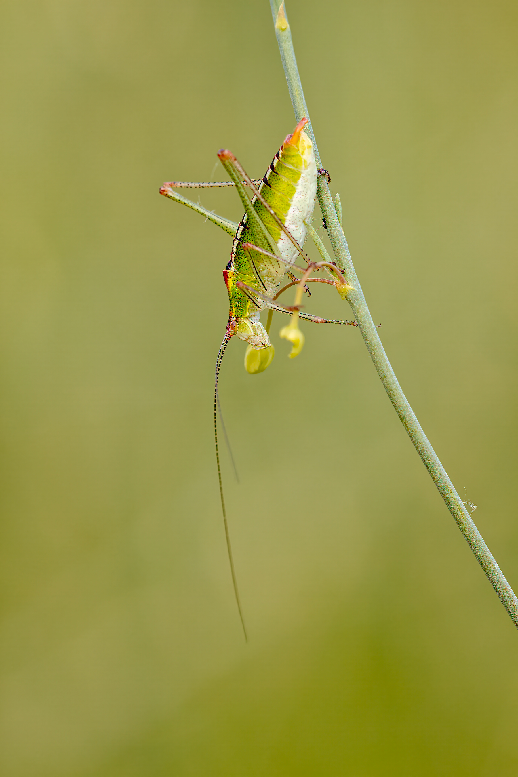 Nicht das jüngste ...