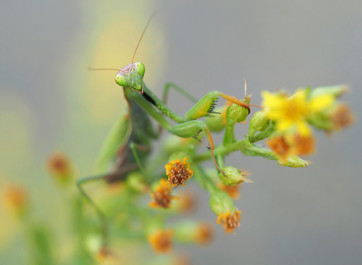 Archivmantis