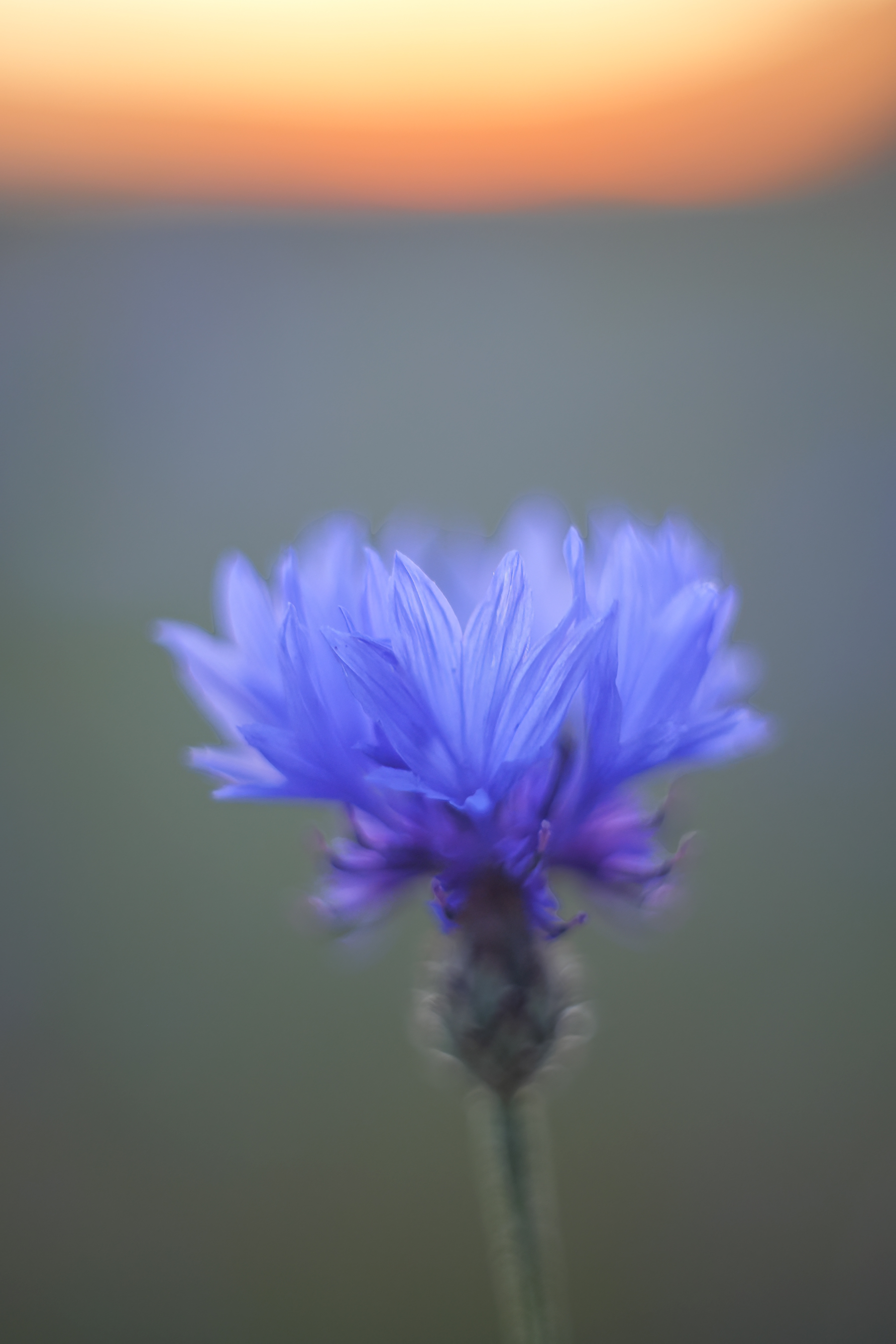 Kornblume