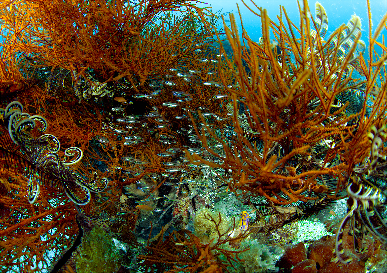 Coral Garden