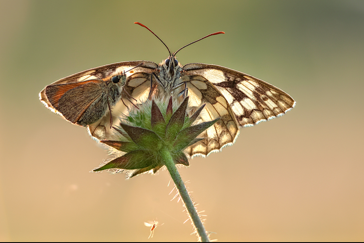 ein Highlight von 2025 ...