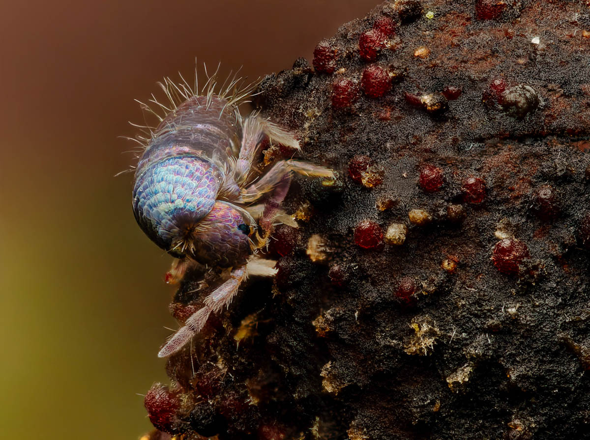 Hier ein blau irisierender Springschwanz, wahrscheinlich Lepidocyrtus cyaneus
