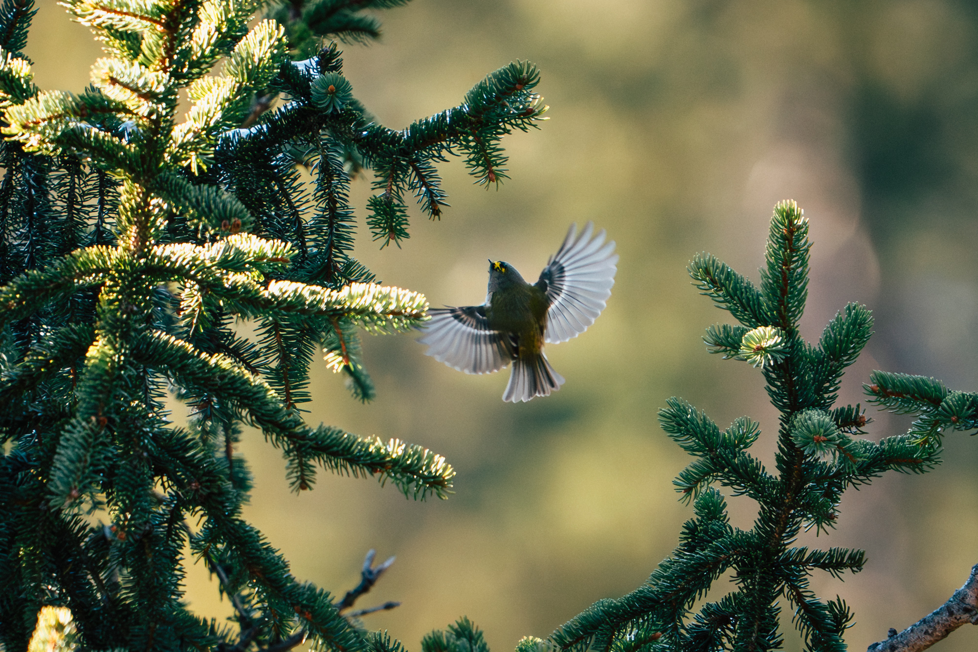 Wintergoldhähnchen