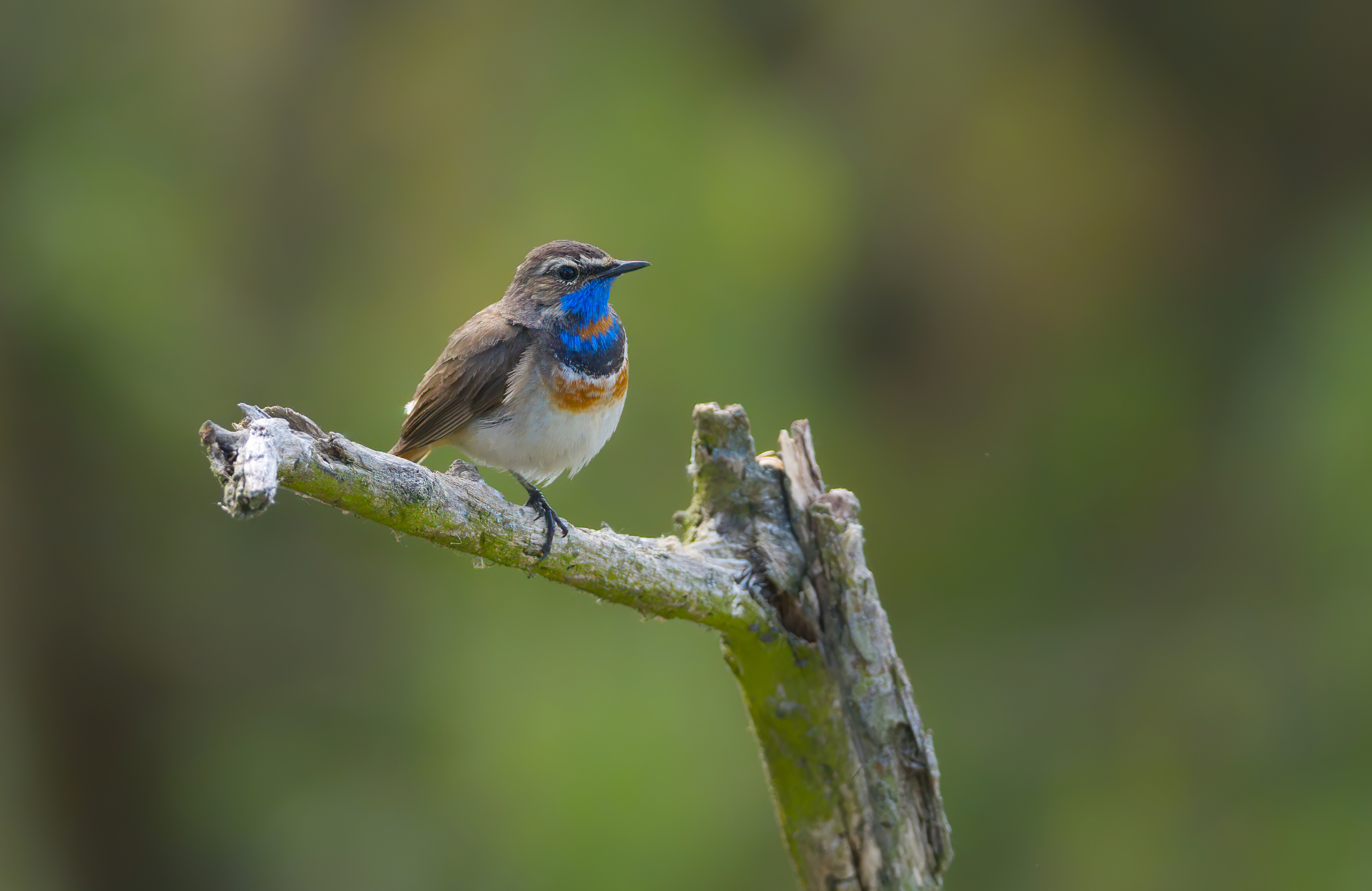 Das skandinavische Blaukehlchen