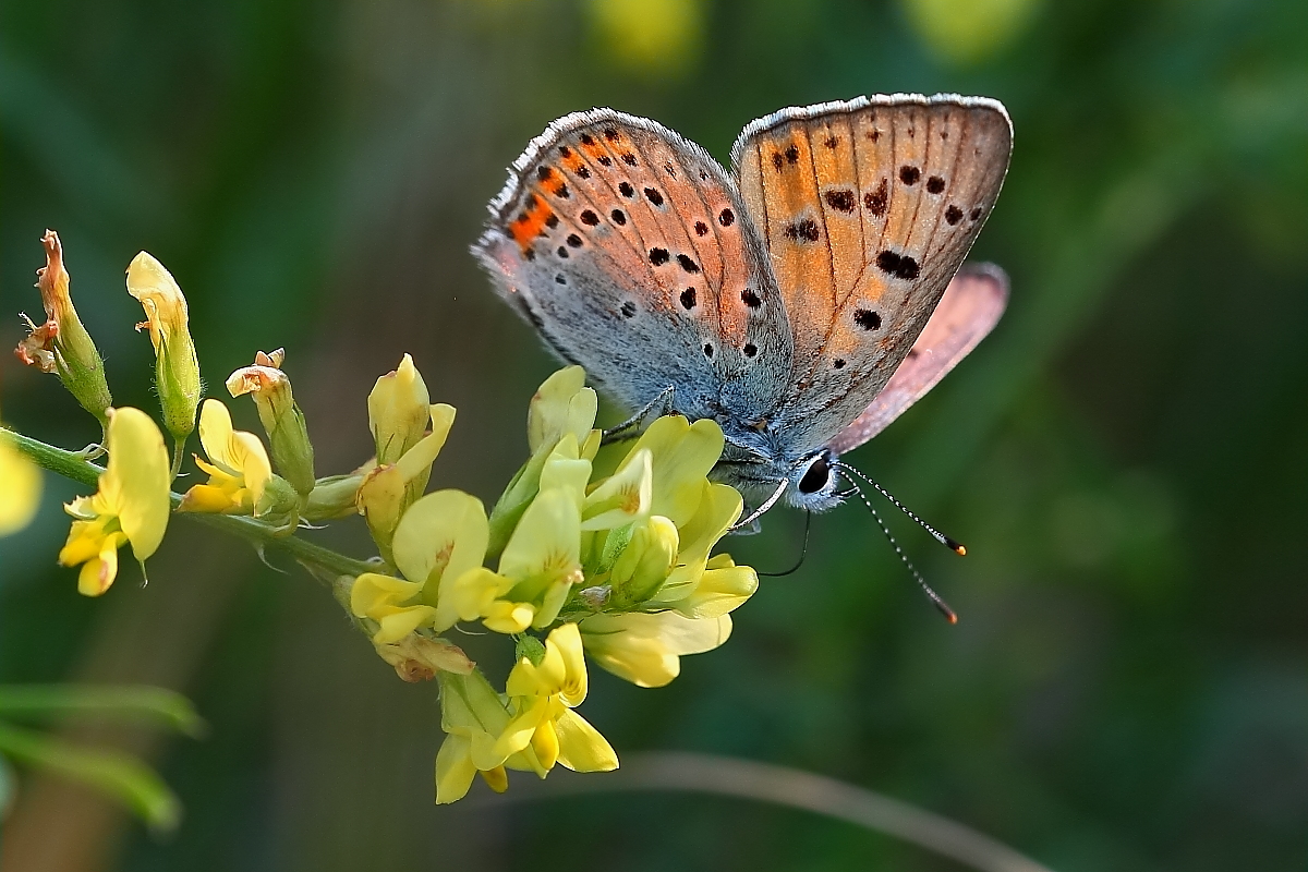 Faszinierend