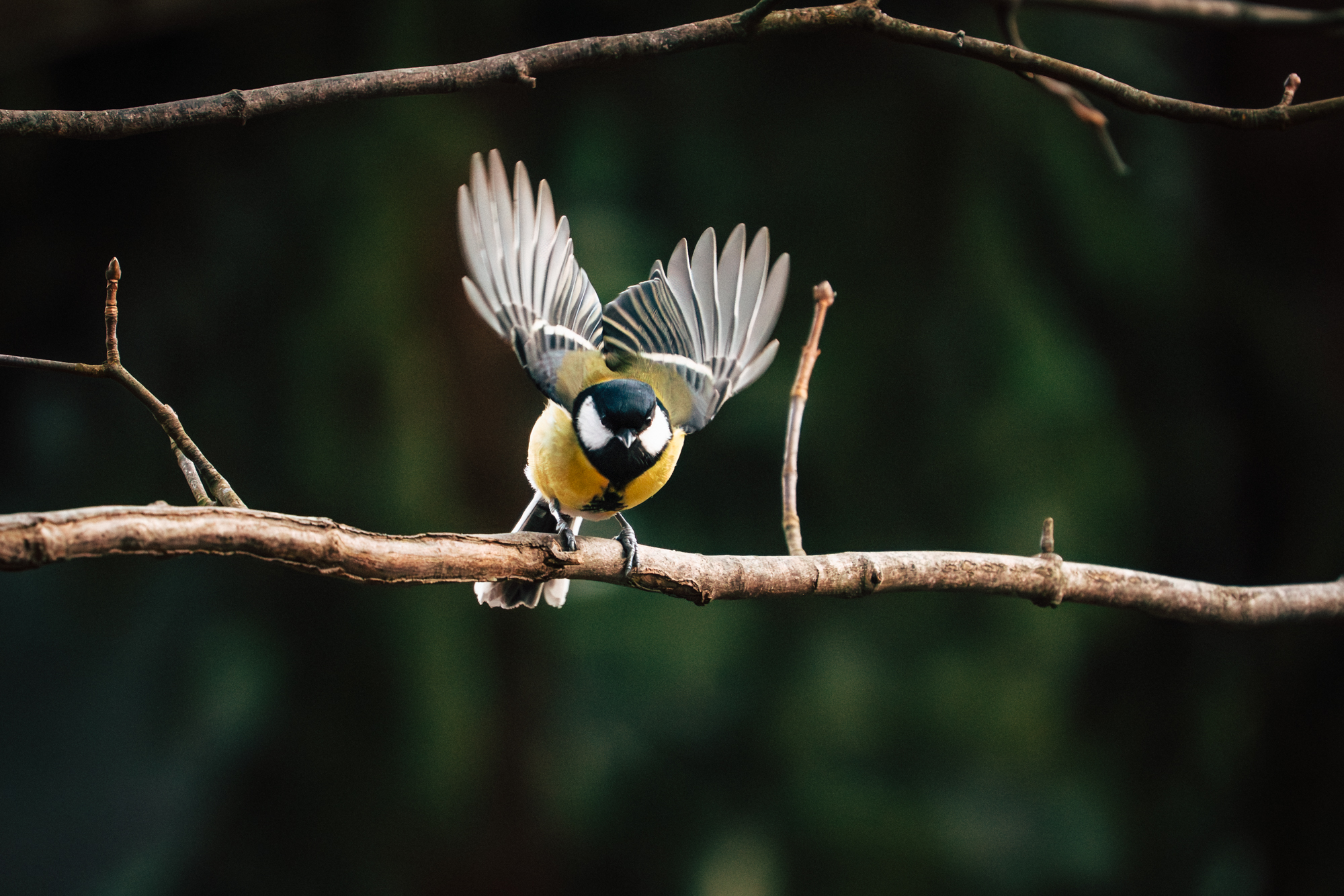 Kohlmeise - zwischen Halt und Aufbruch