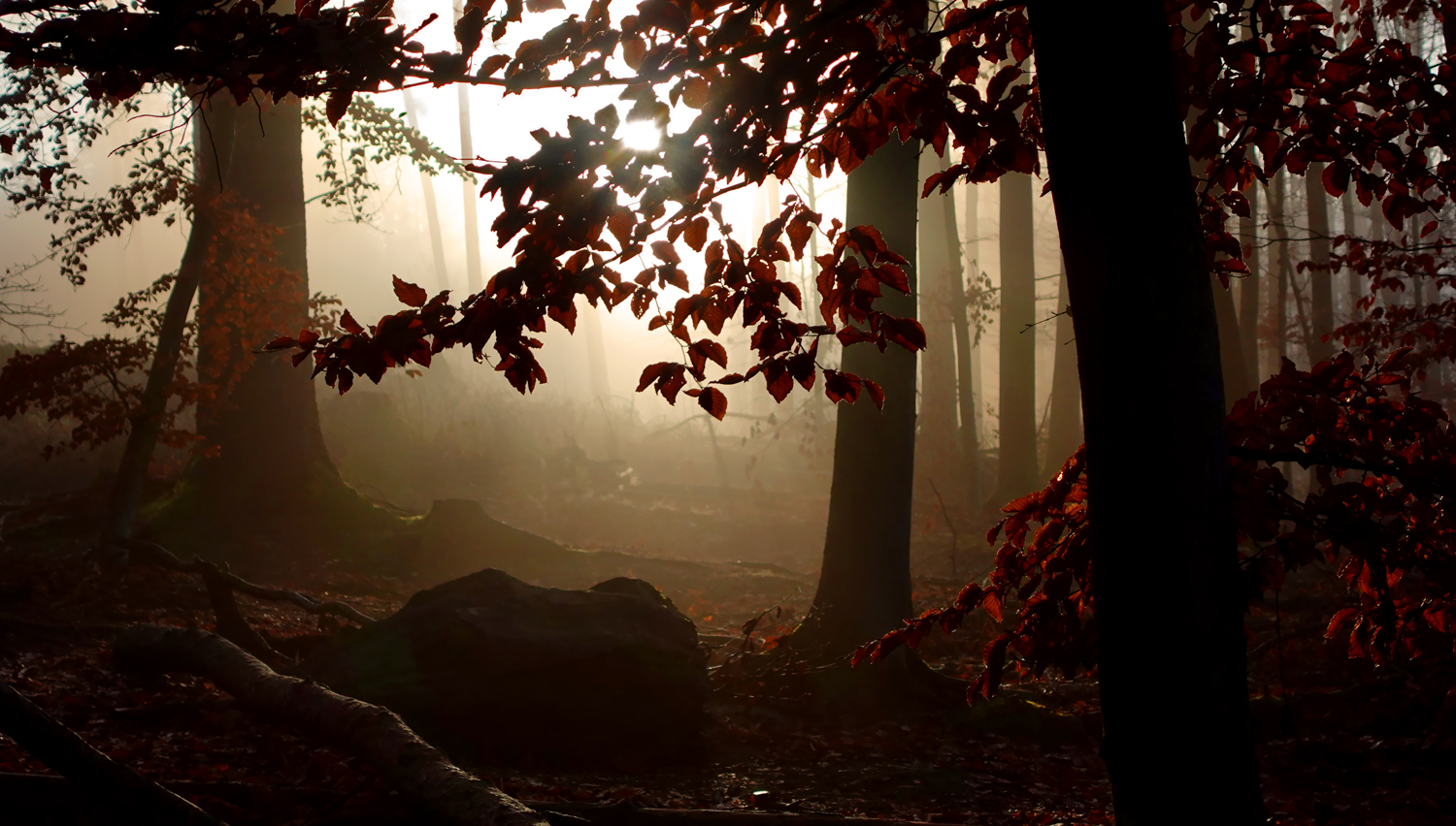 Herbstliches Licht am Morgen.....