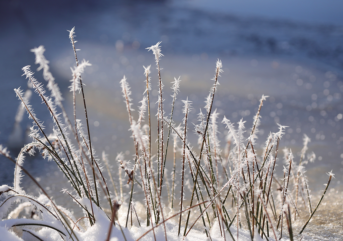 Sternwerfer der Natur