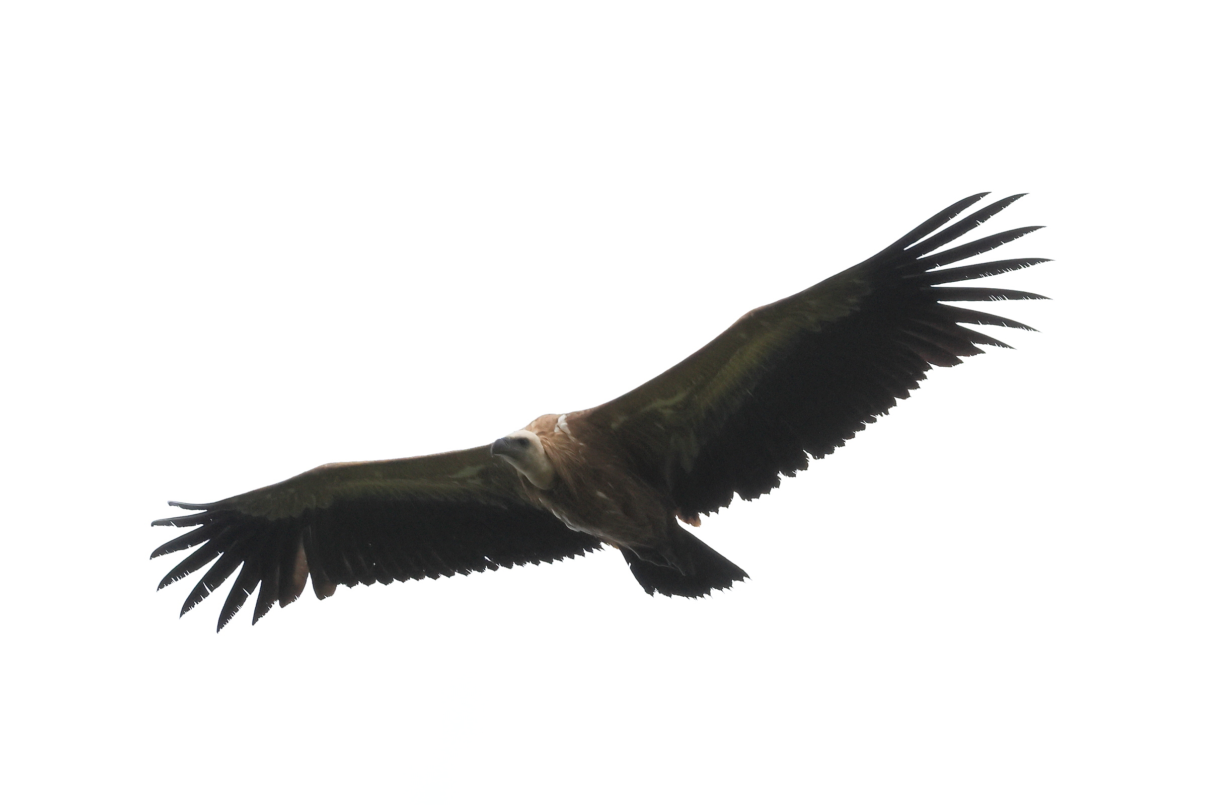 Guten Flug