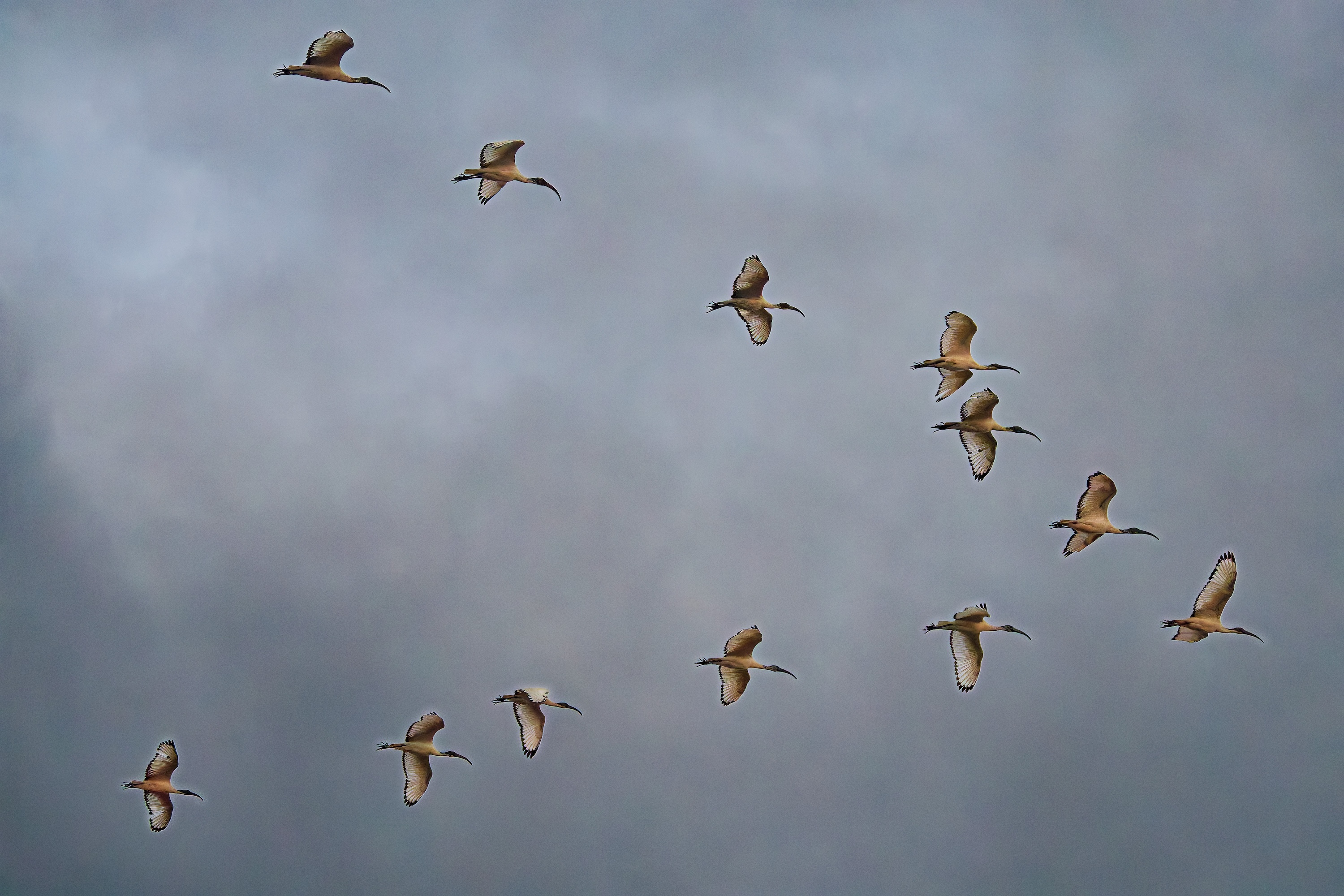 Formationsflug