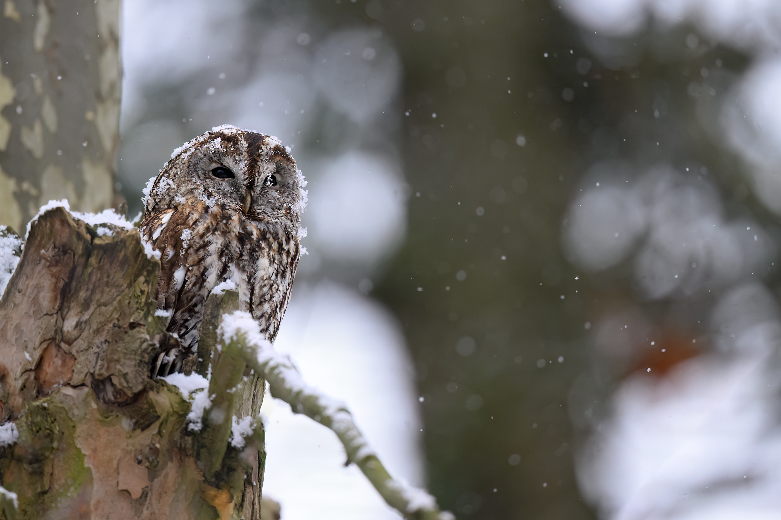 Schneekönig