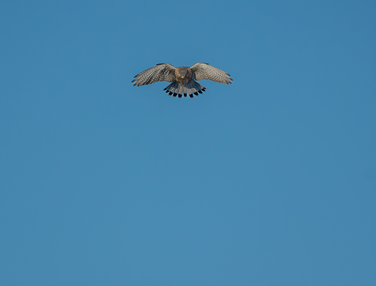 Turmfalke