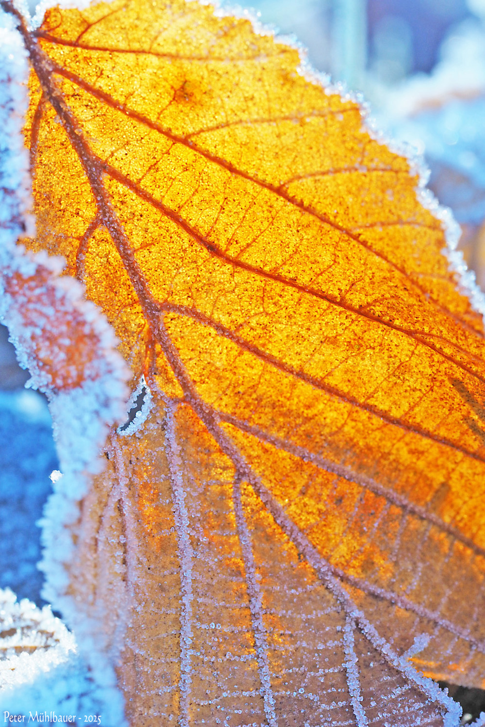 sonnendurchflutetes Buchenblatt