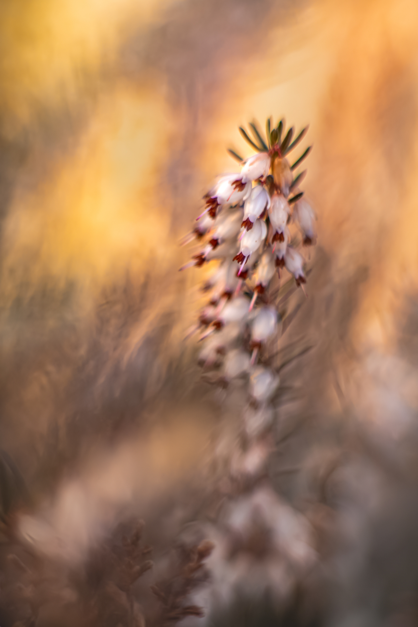 Zum neuen Jahr (Altglas)