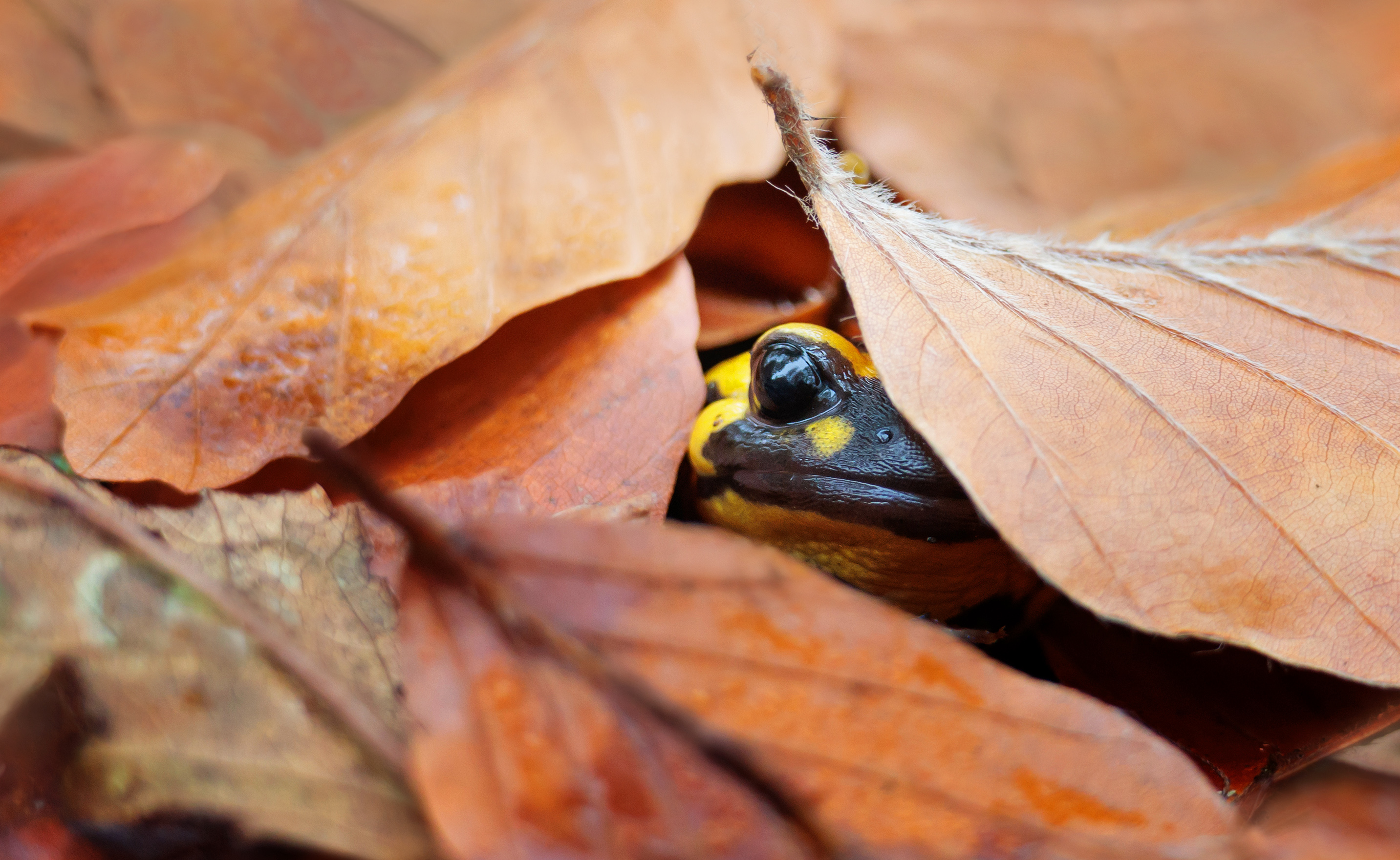 Seid ihr endlich fertig mit böllern ??