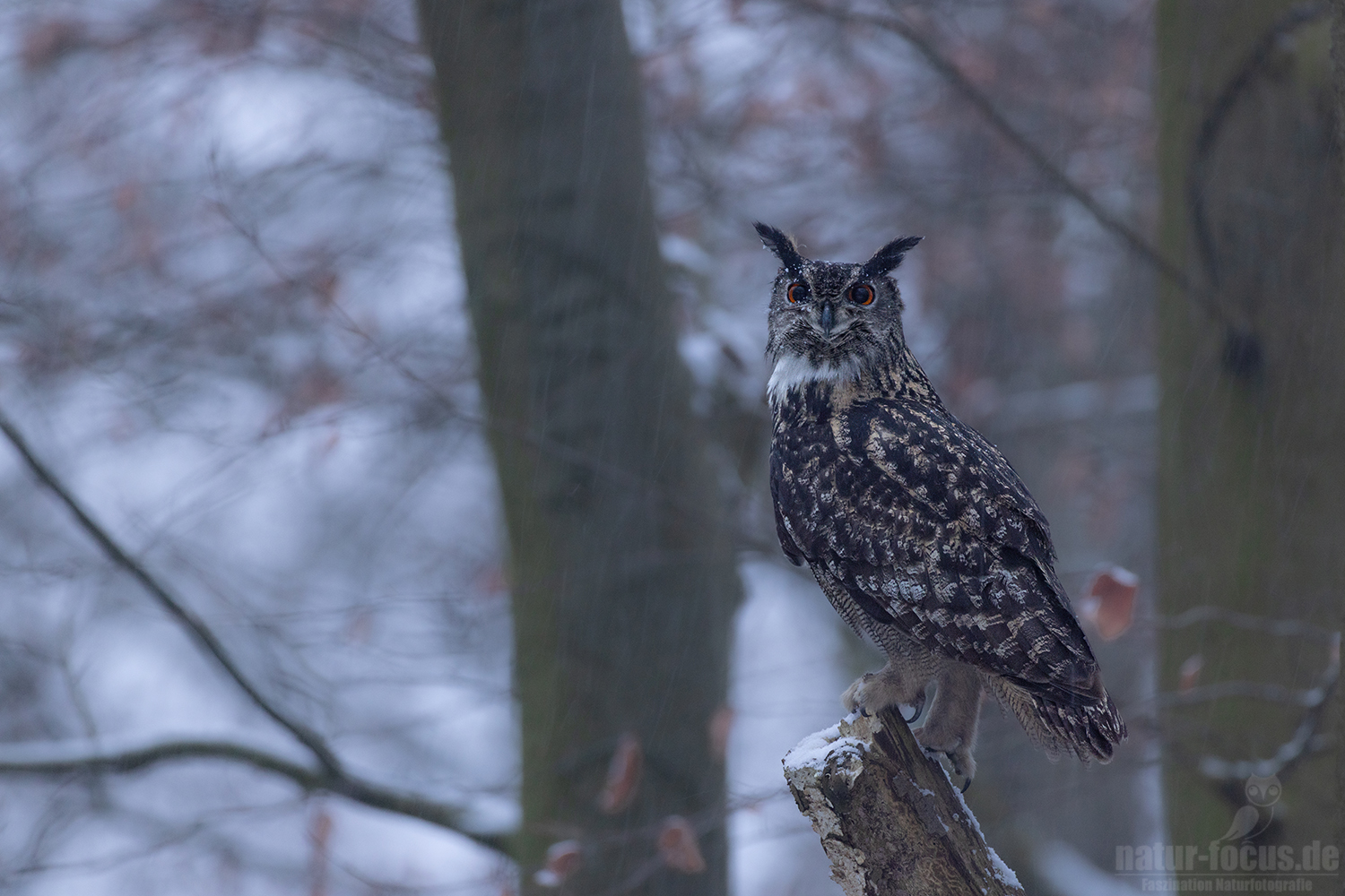 Ein Hauch von Winter
