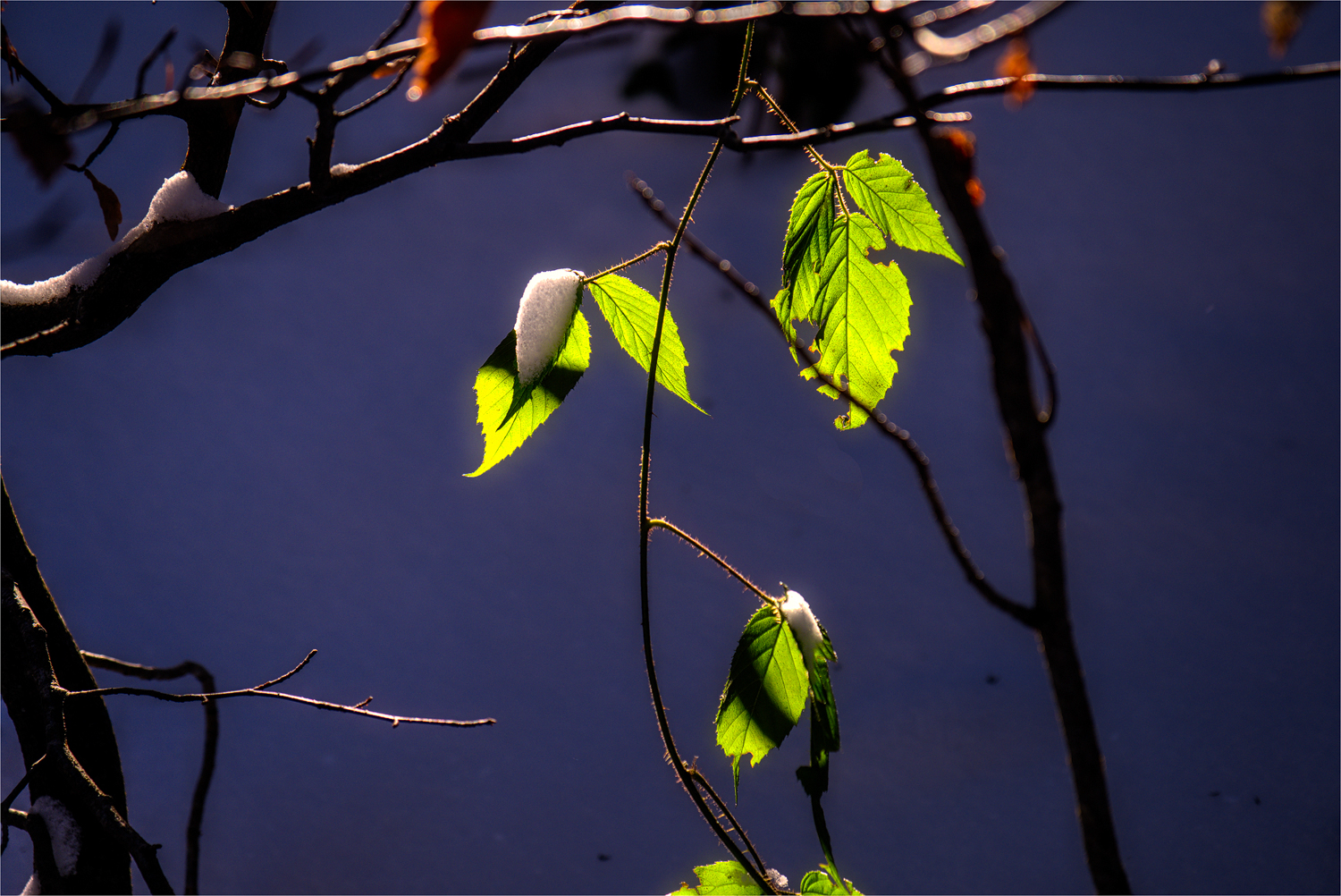 Brombeer auf Eis ...