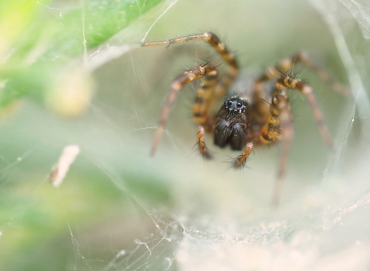 Textrix denticulata